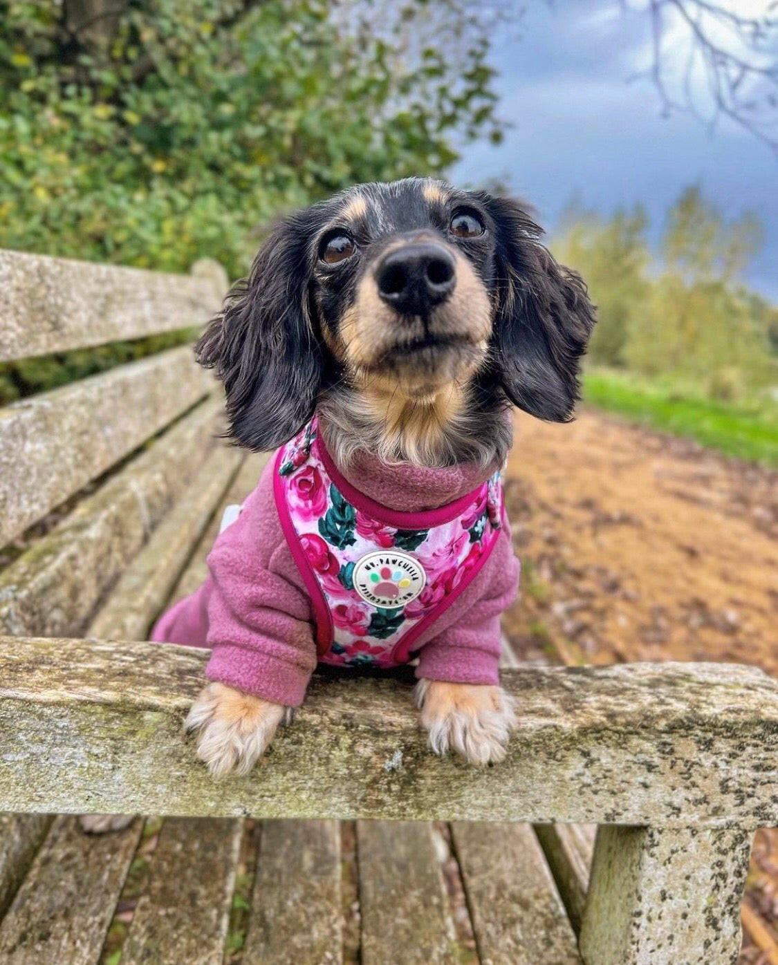 Sausage dog in mauve pink fleece