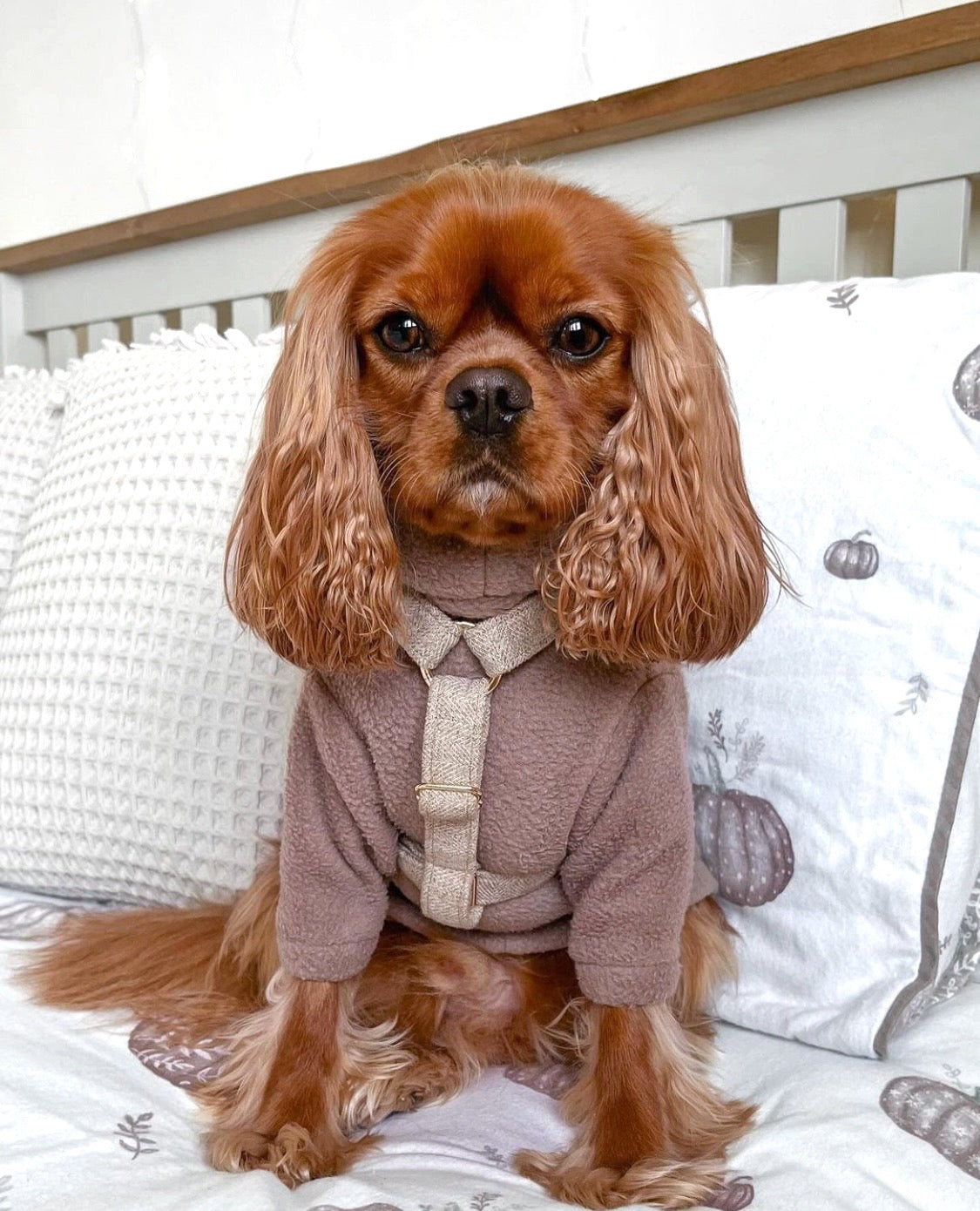 Cavalier in mocha brown dog fleece with arms