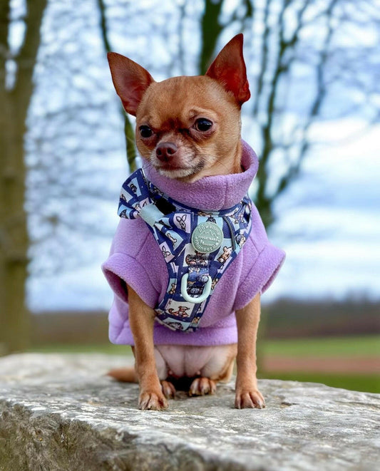 Chihuahua in lilac dog fleece