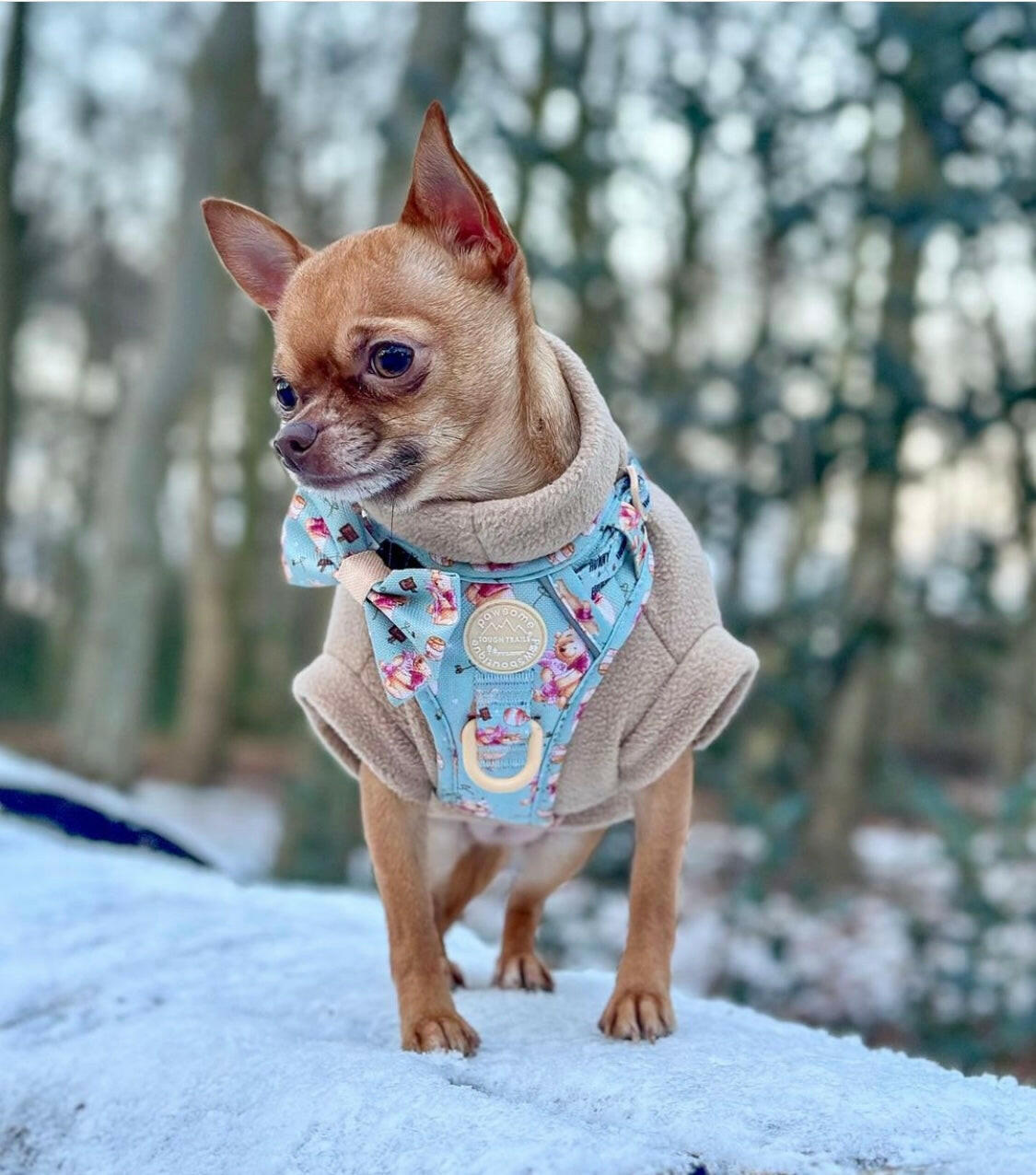 Chihuahua wearing beige fleece