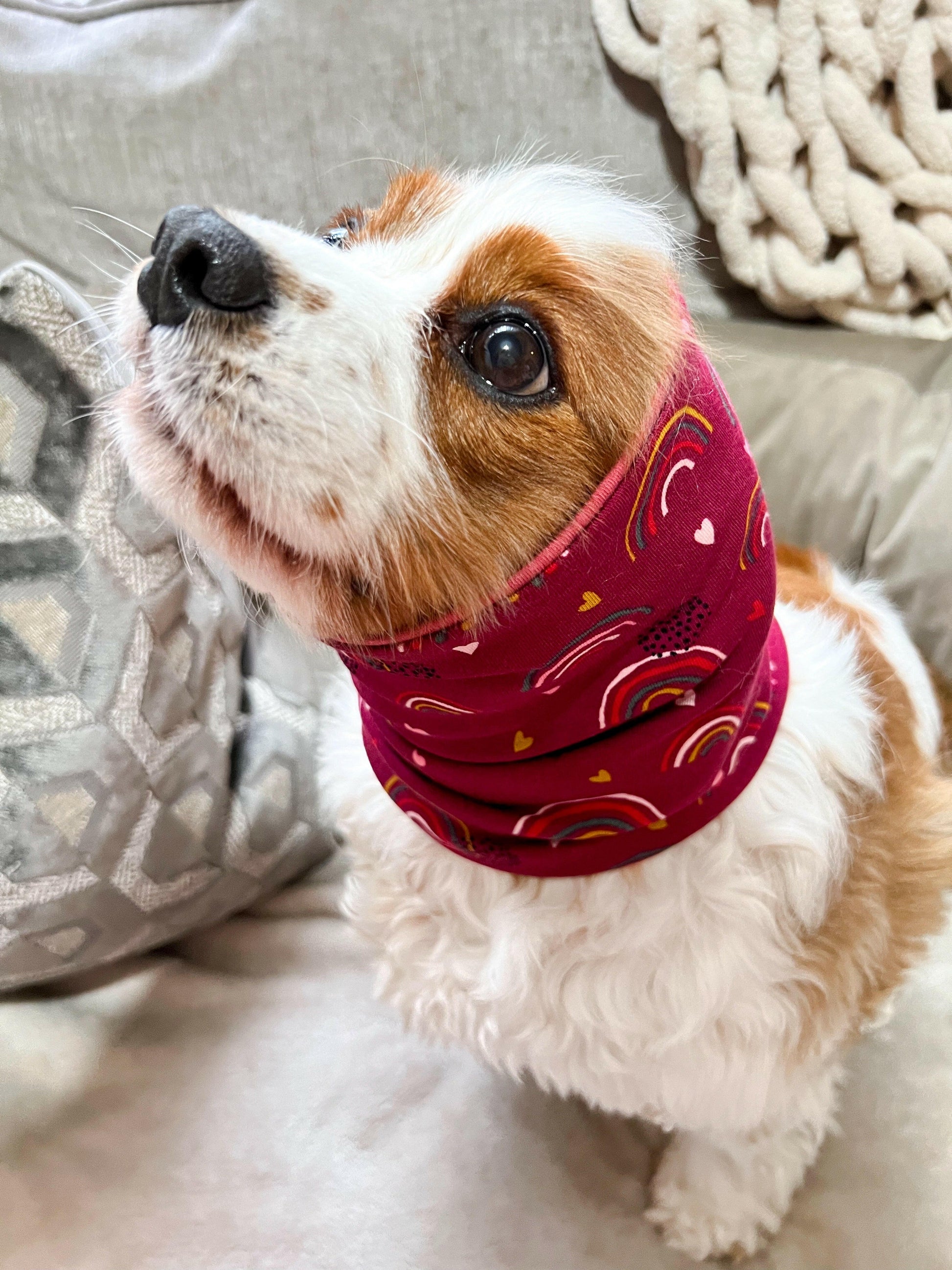 Cavalier spaniel wearing pink rainbow ear snood