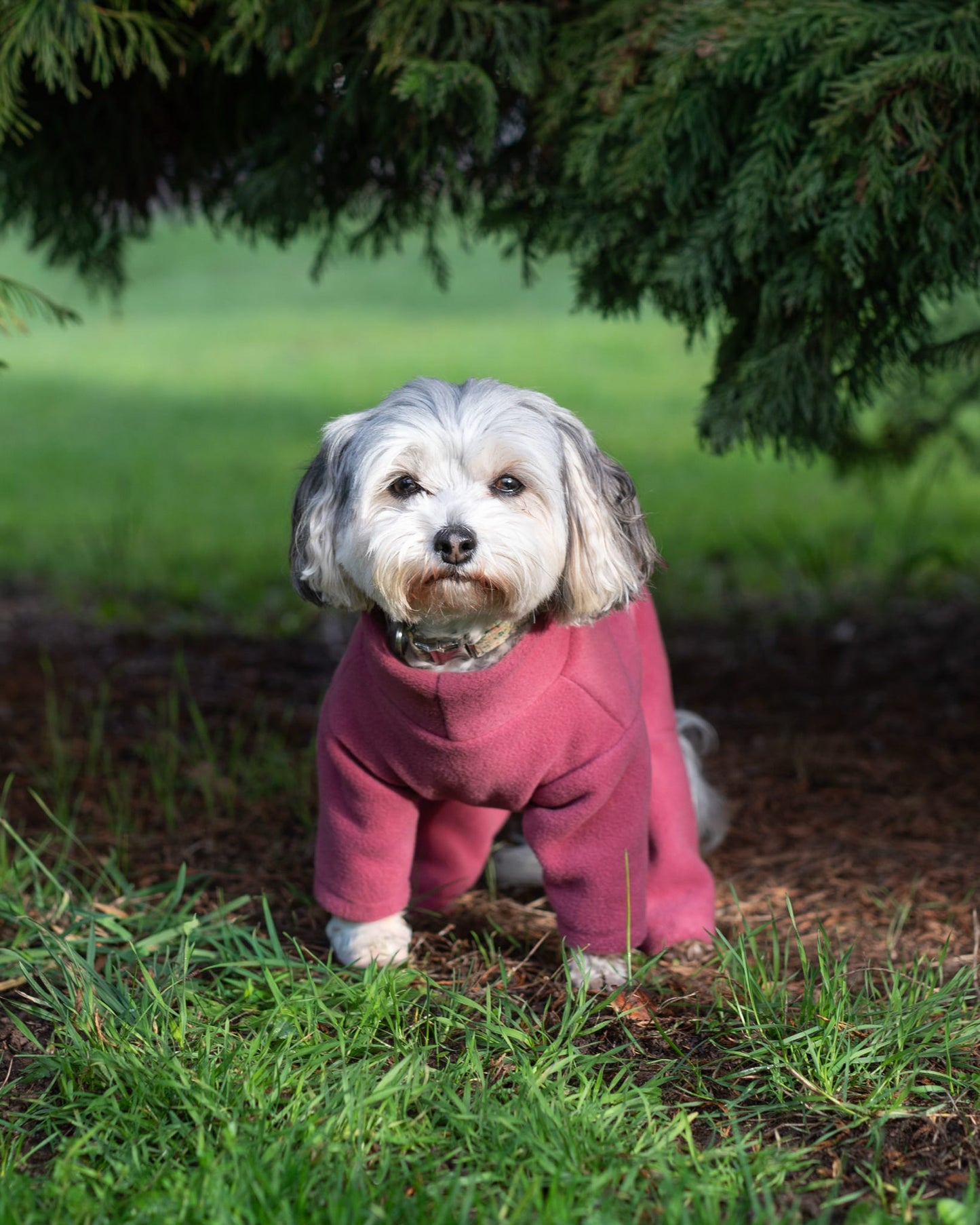 Ready To Ship | Polar Fleece | Four Legged - Mauve