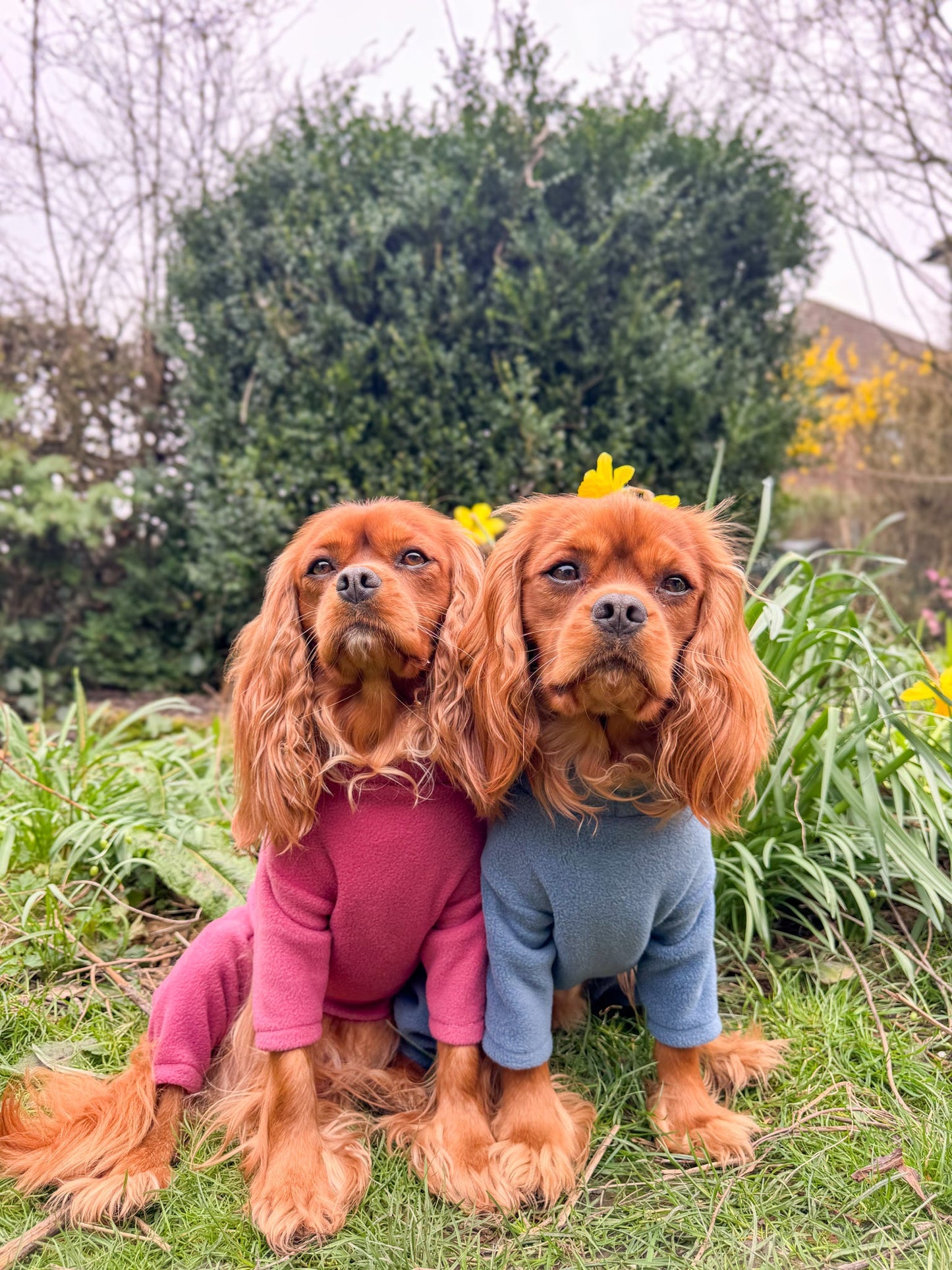 Ready To Ship | Polar Fleece | Four Legged - Denim