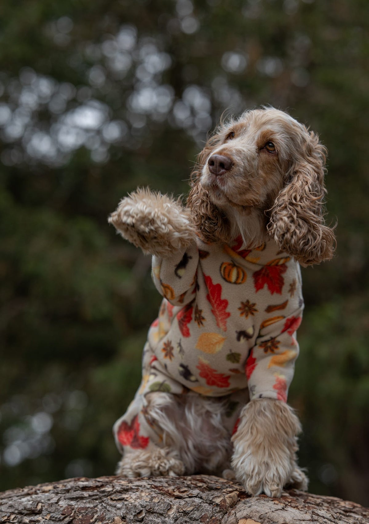 Custom Made | Polar Fleece | Four Legged - Autumn Pumpkin Print