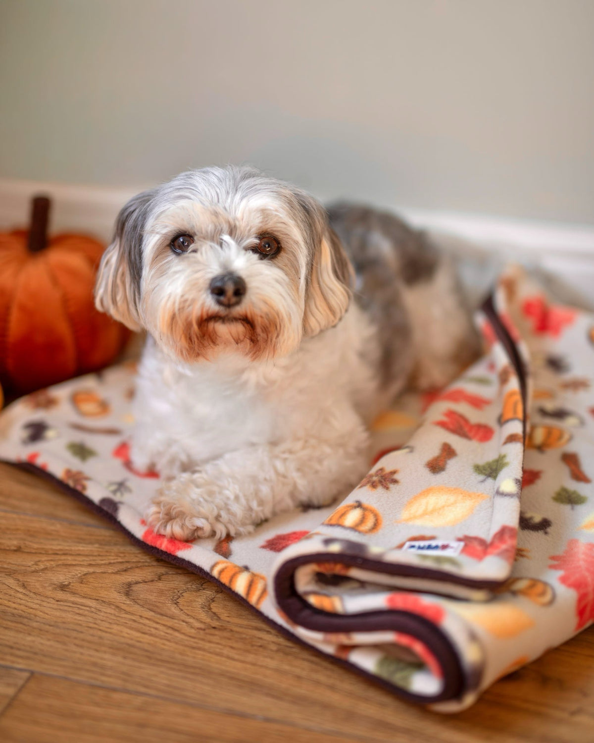 Ready To Ship | Blanket | Polar Fleece - Autumn Pumpkin Print