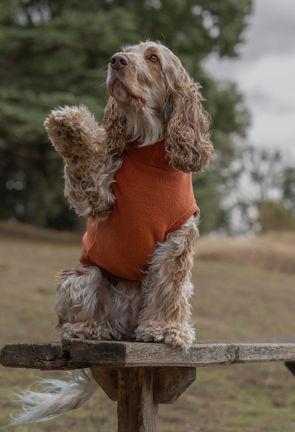 Ready To Ship | Polar Fleece | Tankie - Rust