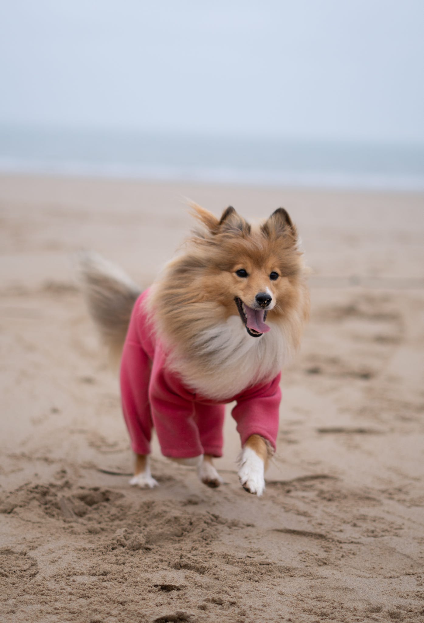 Ready To Ship | Polar Fleece | Four Legged - Coral
