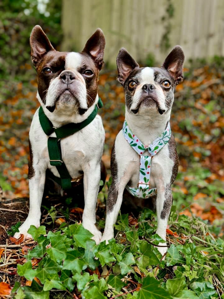 Harness | Fabric Strap - Emerald Green Velvet