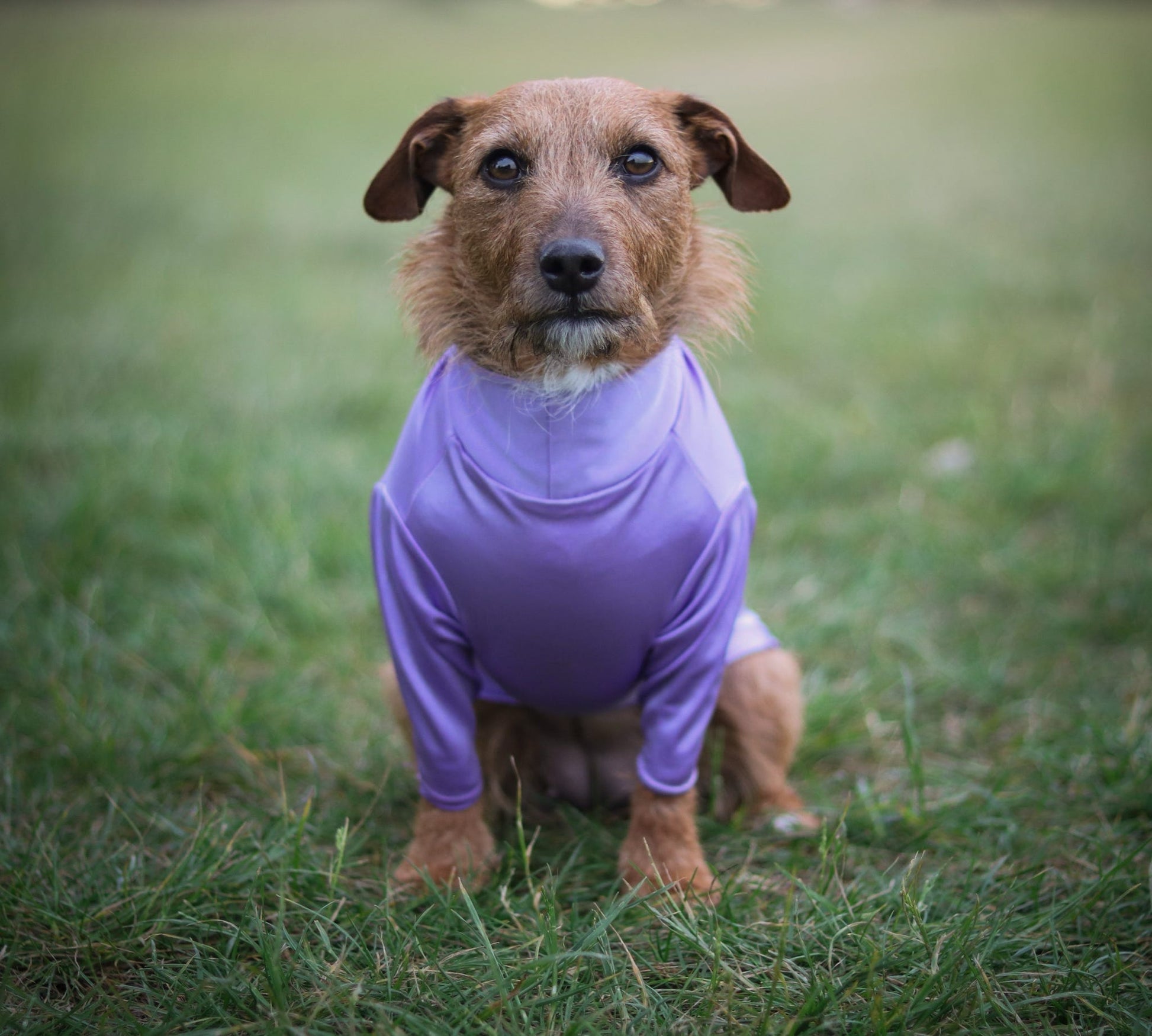Terrier wearing our two legged summer protection tee in lilac