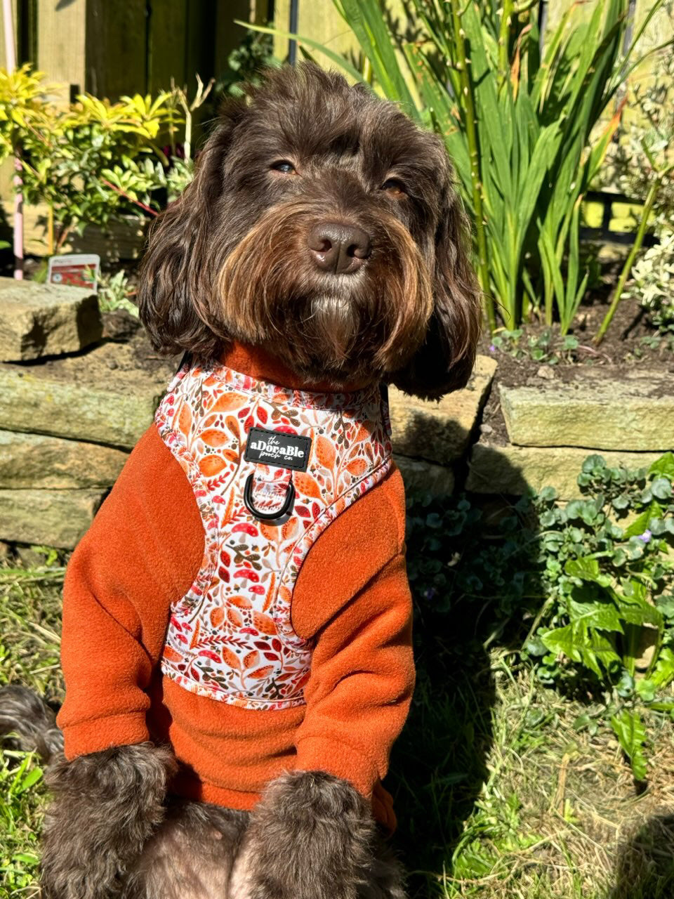 Cavapoo wearing 2 legged dark orange fleece