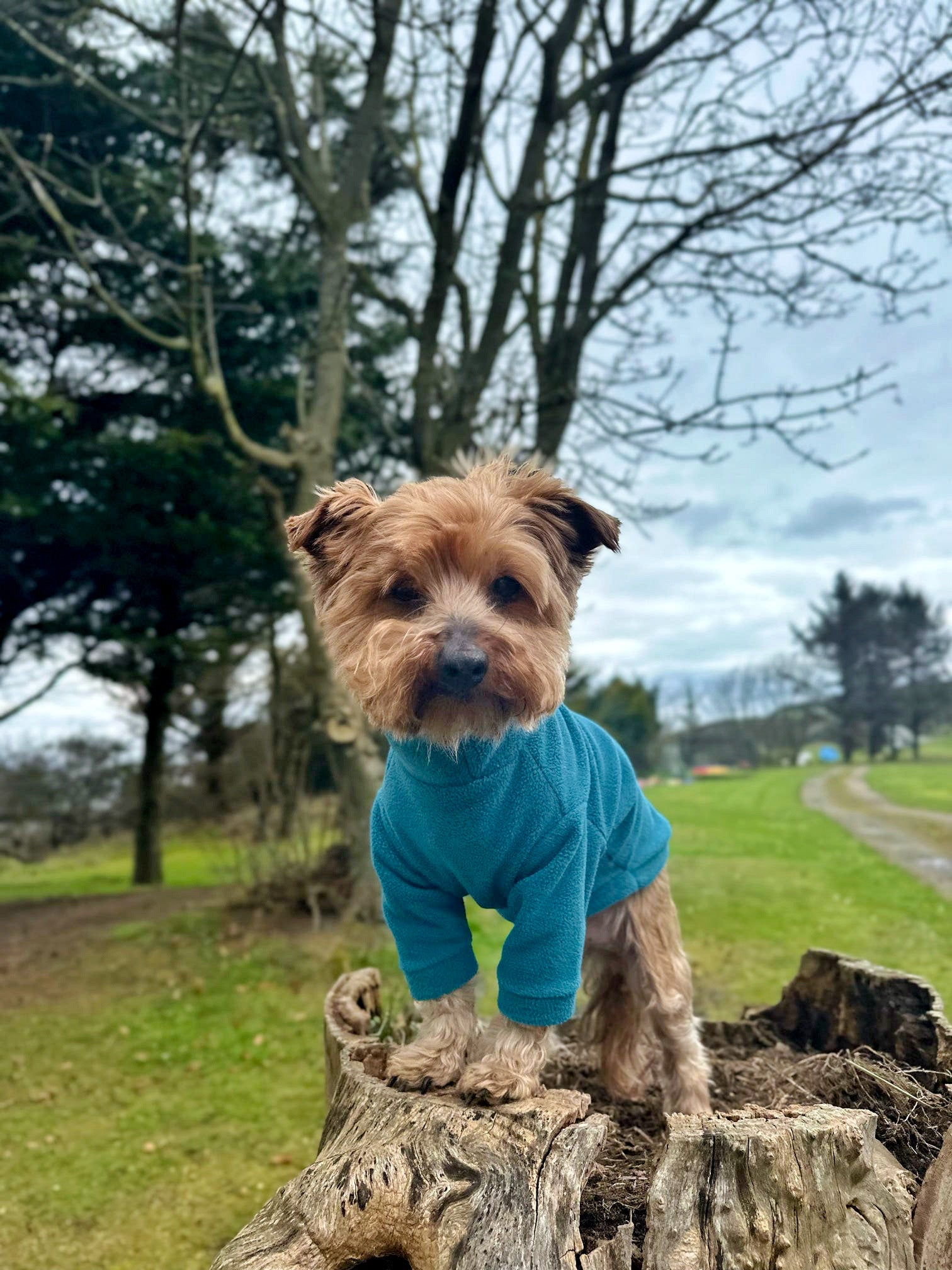 Yorkshire terrier wearing turquoise fleece