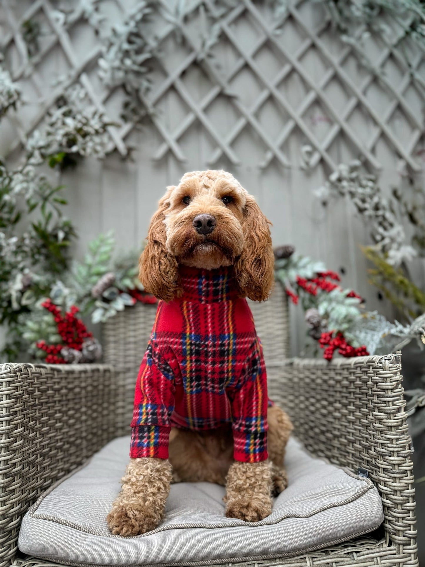 Cavapoo wearing red checked fleece