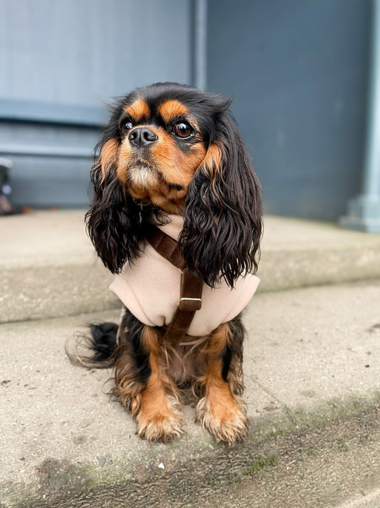 Dog wearing beige sleeveless fleece & brown velvet harness