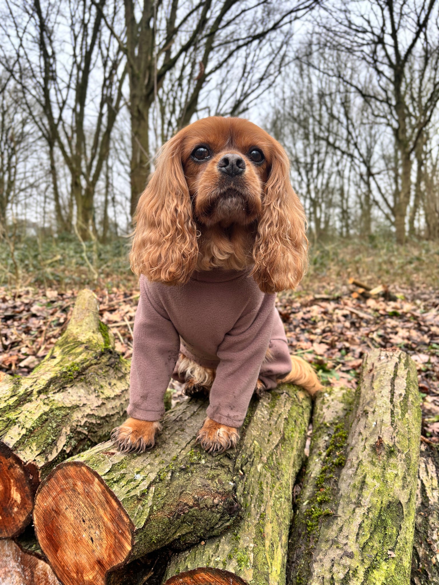Cavalier wearing mocha brown 4 legged suit