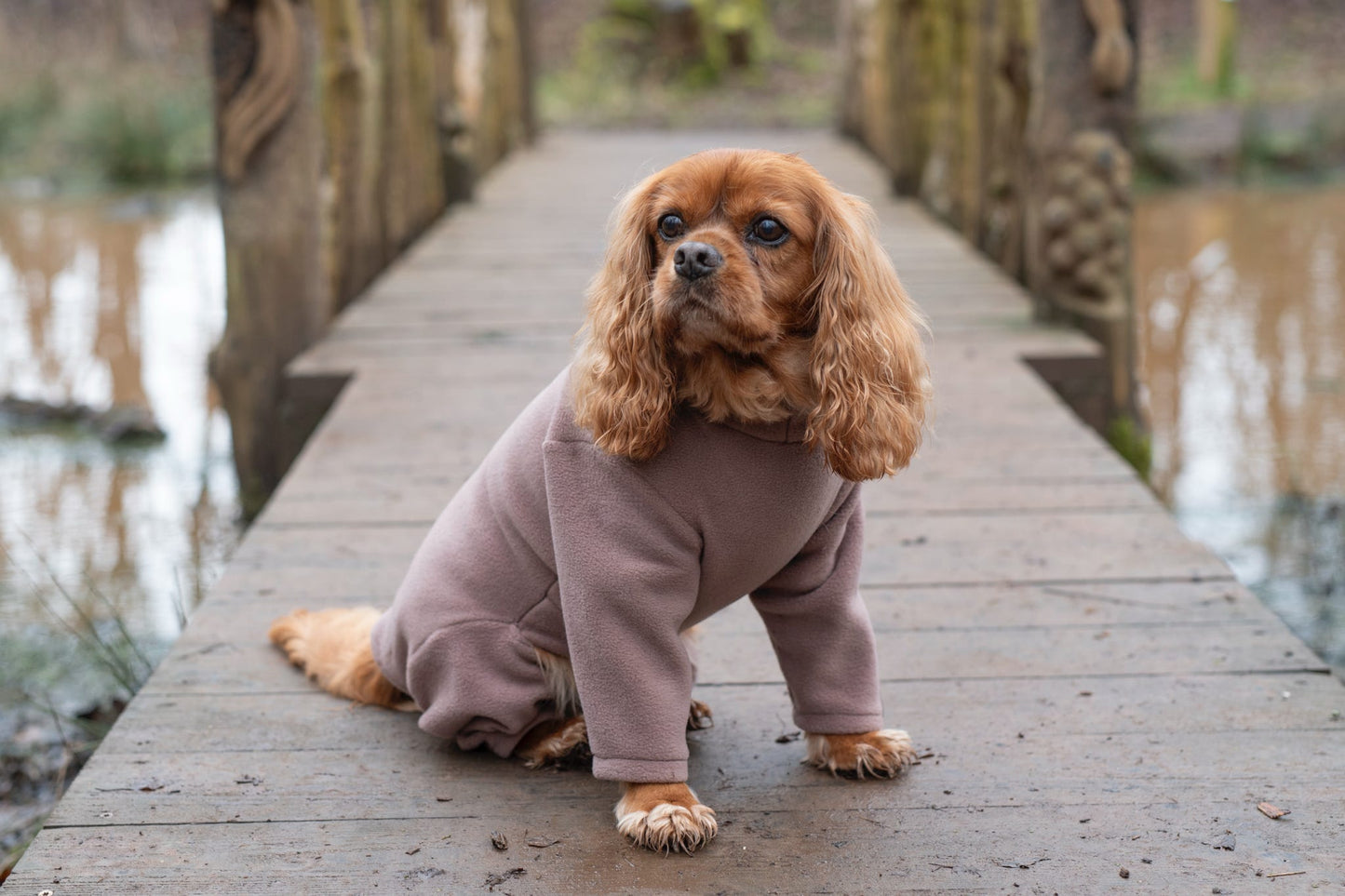 Cavalier wearing brown fleece dog suit