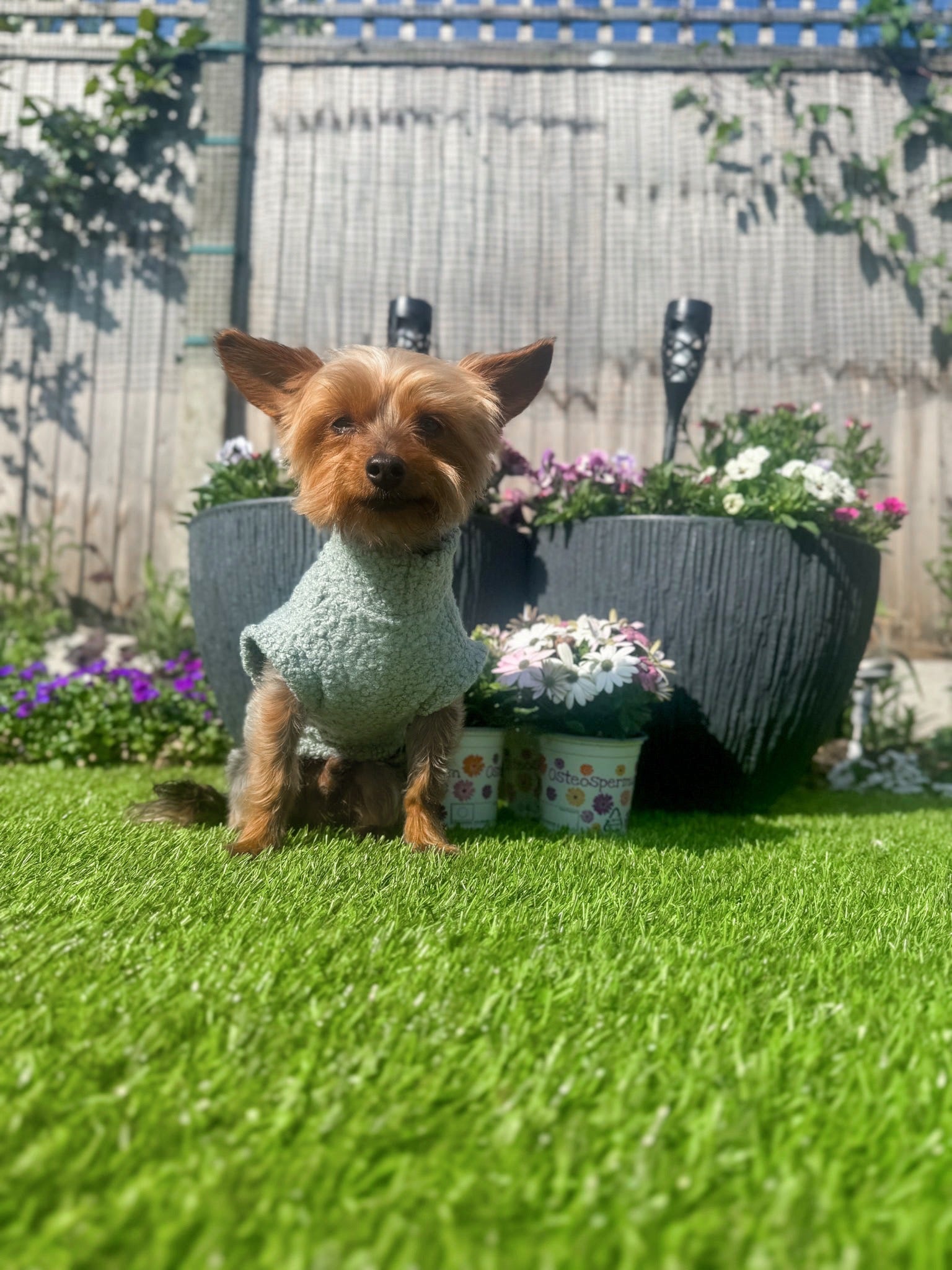 Small yorkie wearing our sage green teddy borg tankie