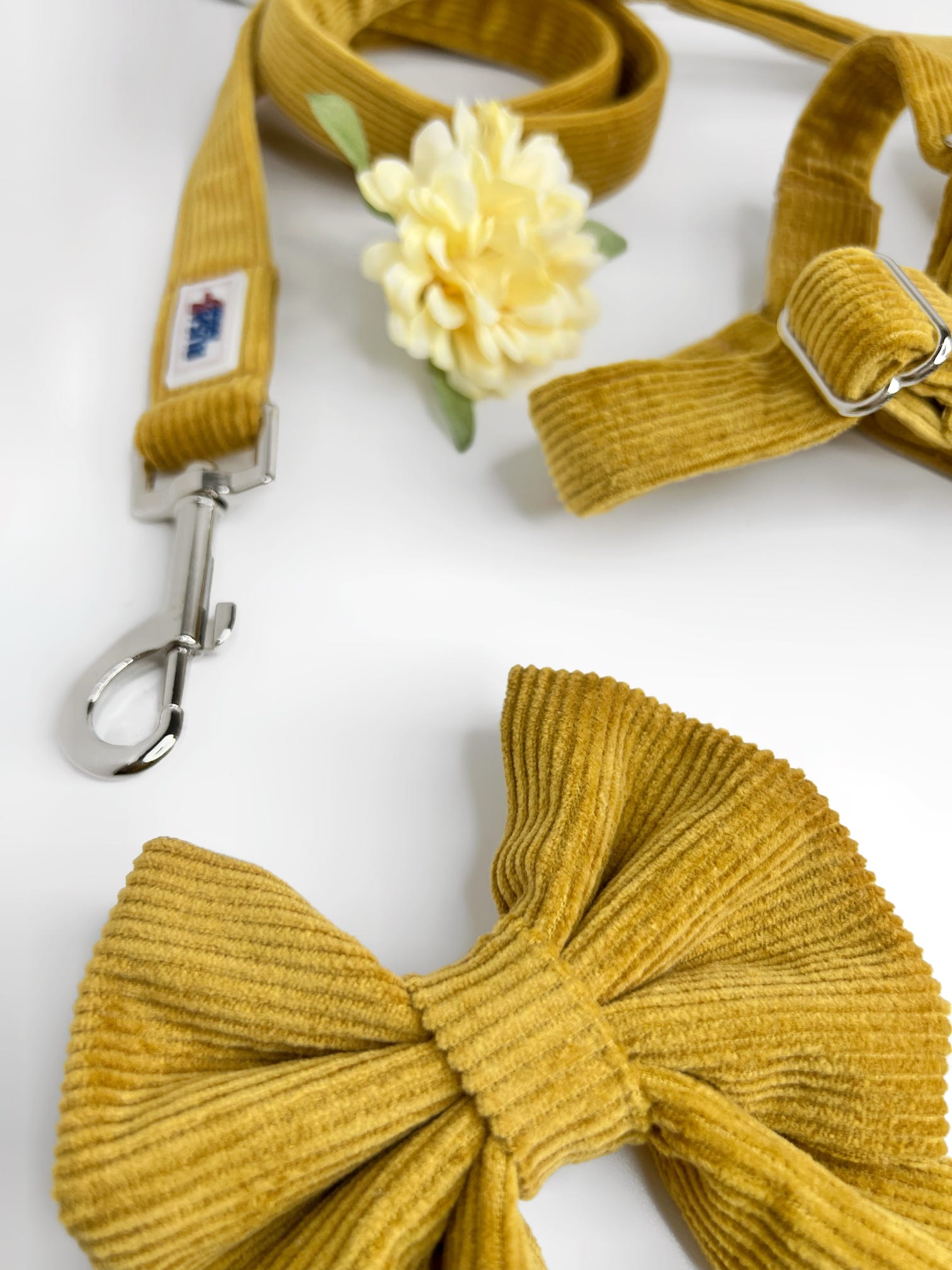 Close up up mustard cordrouy bow, harness and lead 