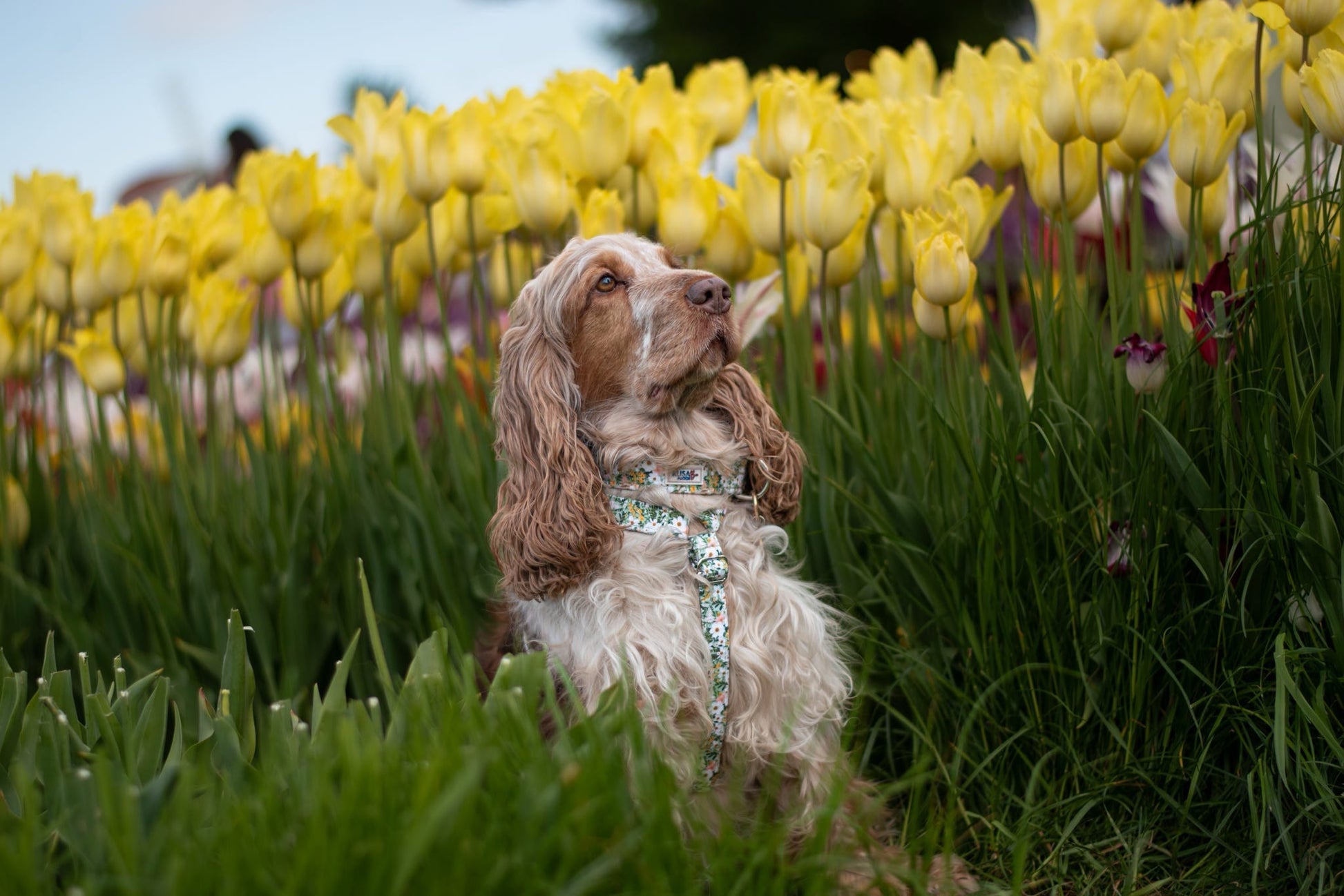 Cocker spaniel wearing fabric strap harness and dog collar