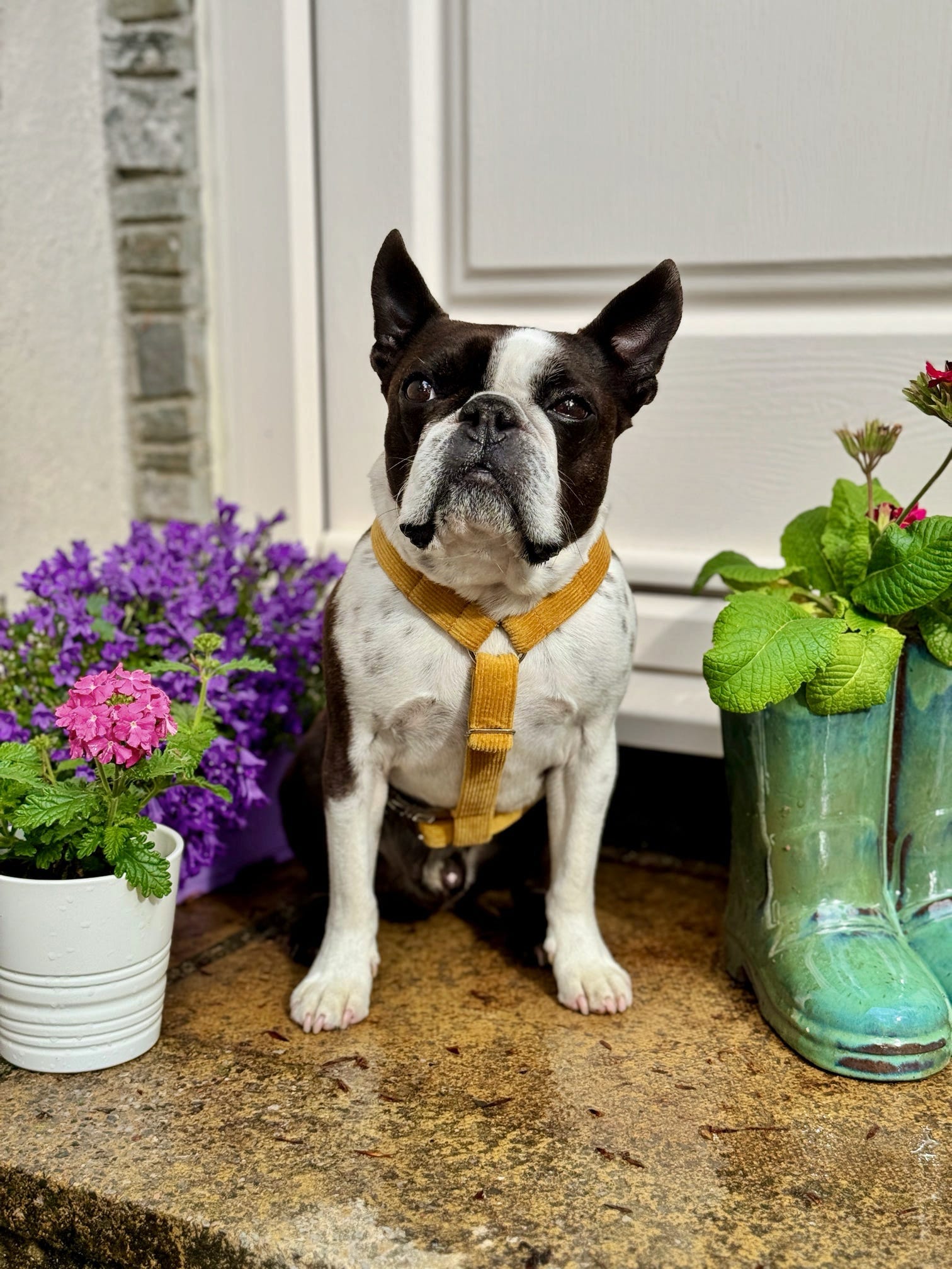 Boston terrier wearing mustard cordrouy strap harness