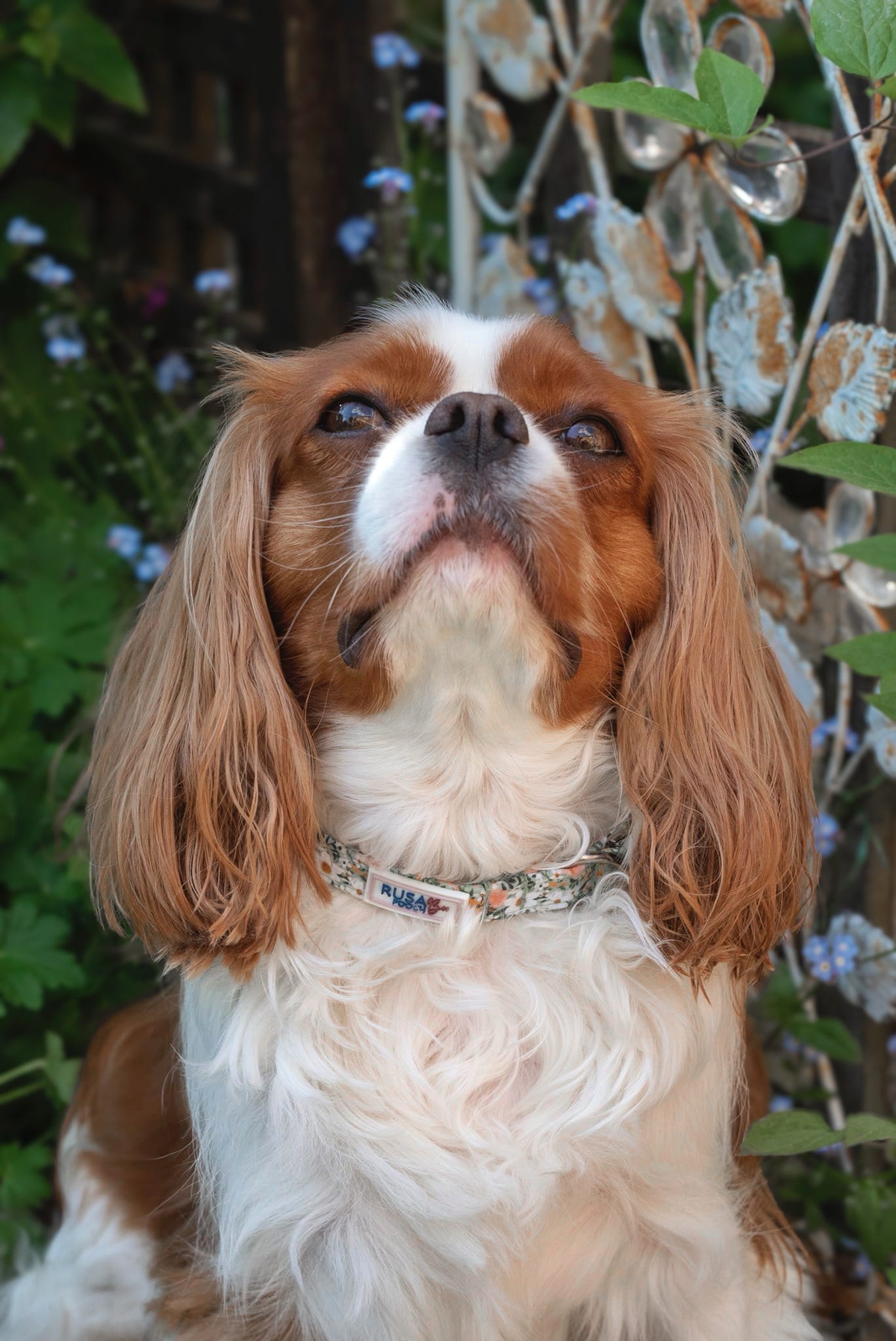 Cavalier wearing green flowery handmade fabric dog collar