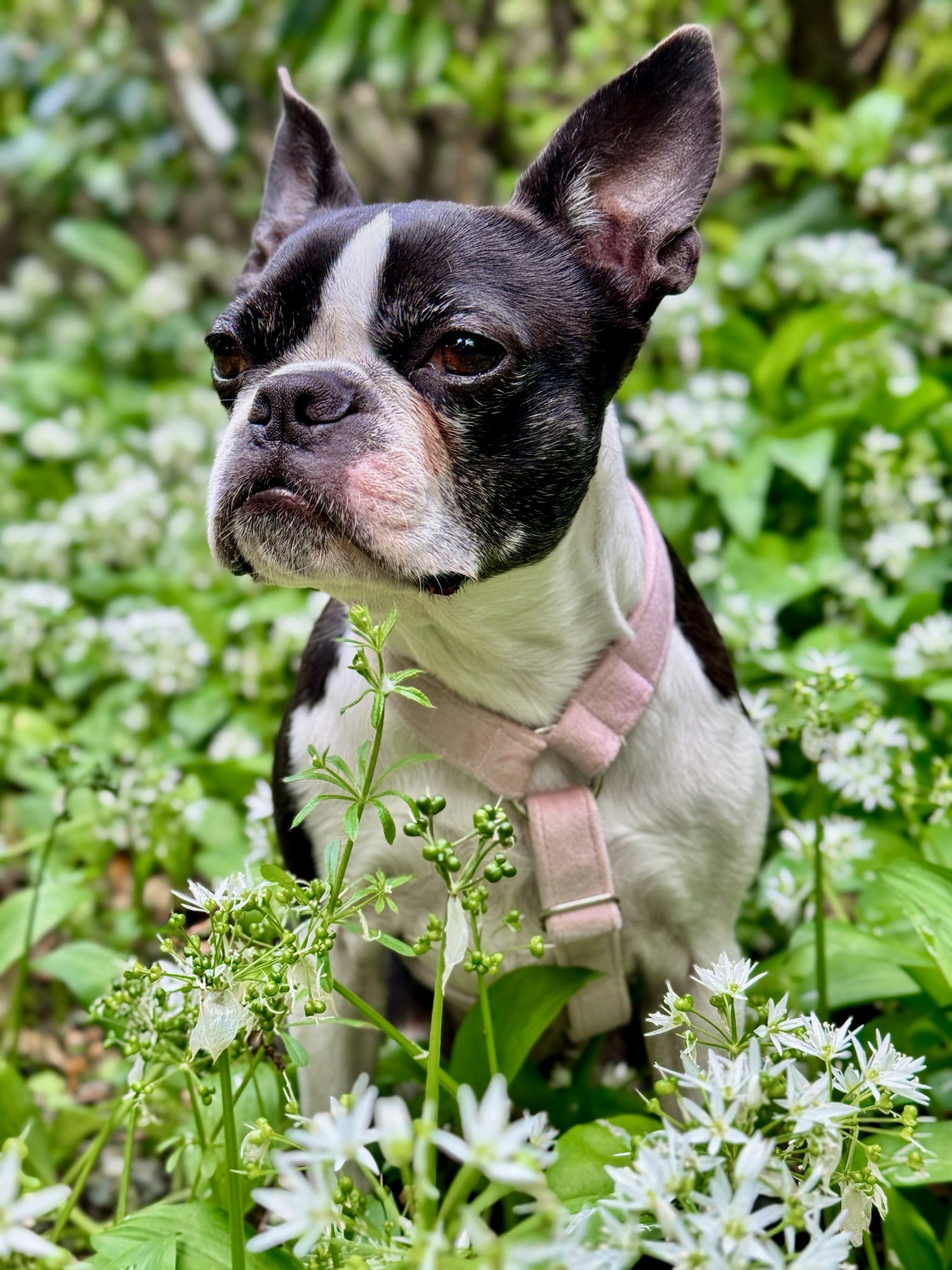 Boston terrier wearing our pink velvet strap harness