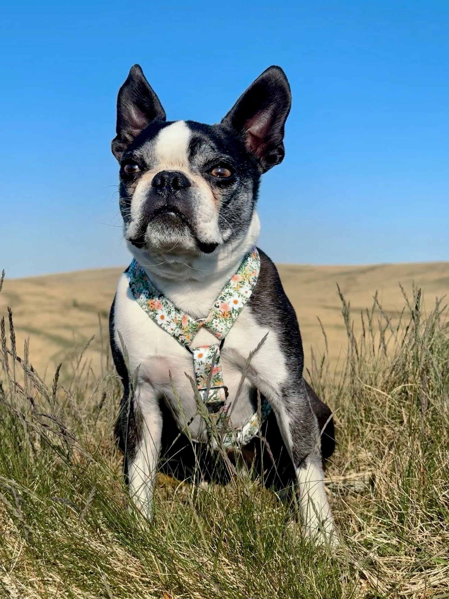 Bostie wearing our green floral handmade strap harness