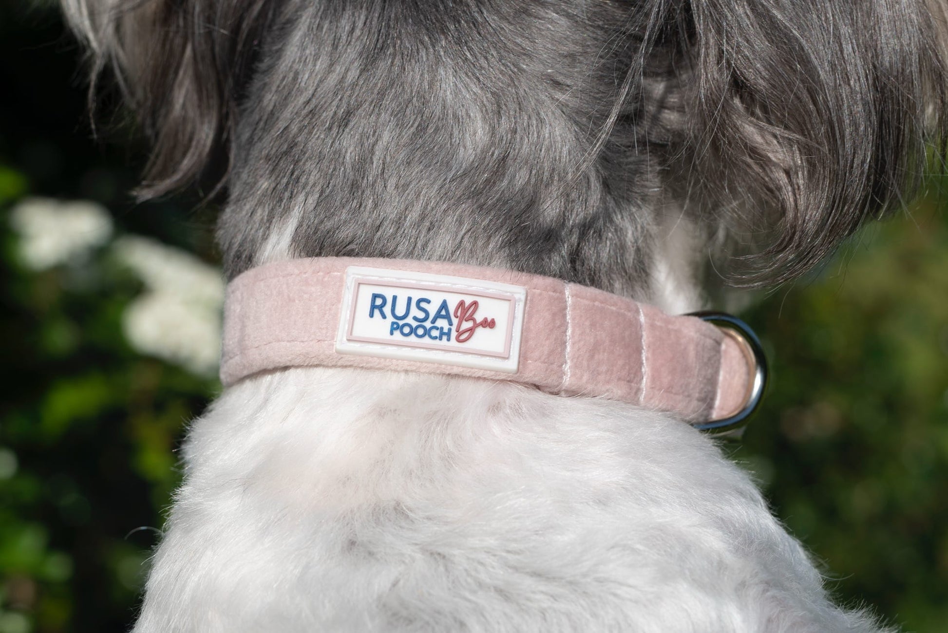 Dog wearing light pink velvet dog collar
