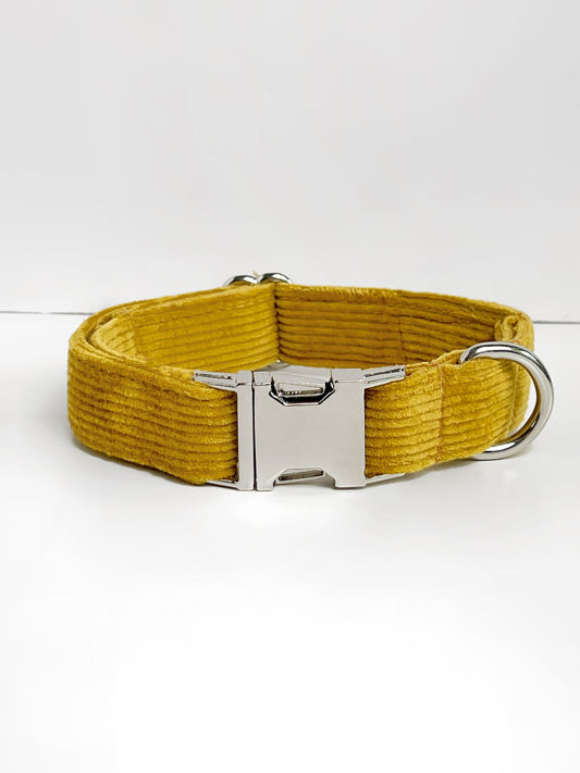Mustard cordrouy dog collar with silver buckle