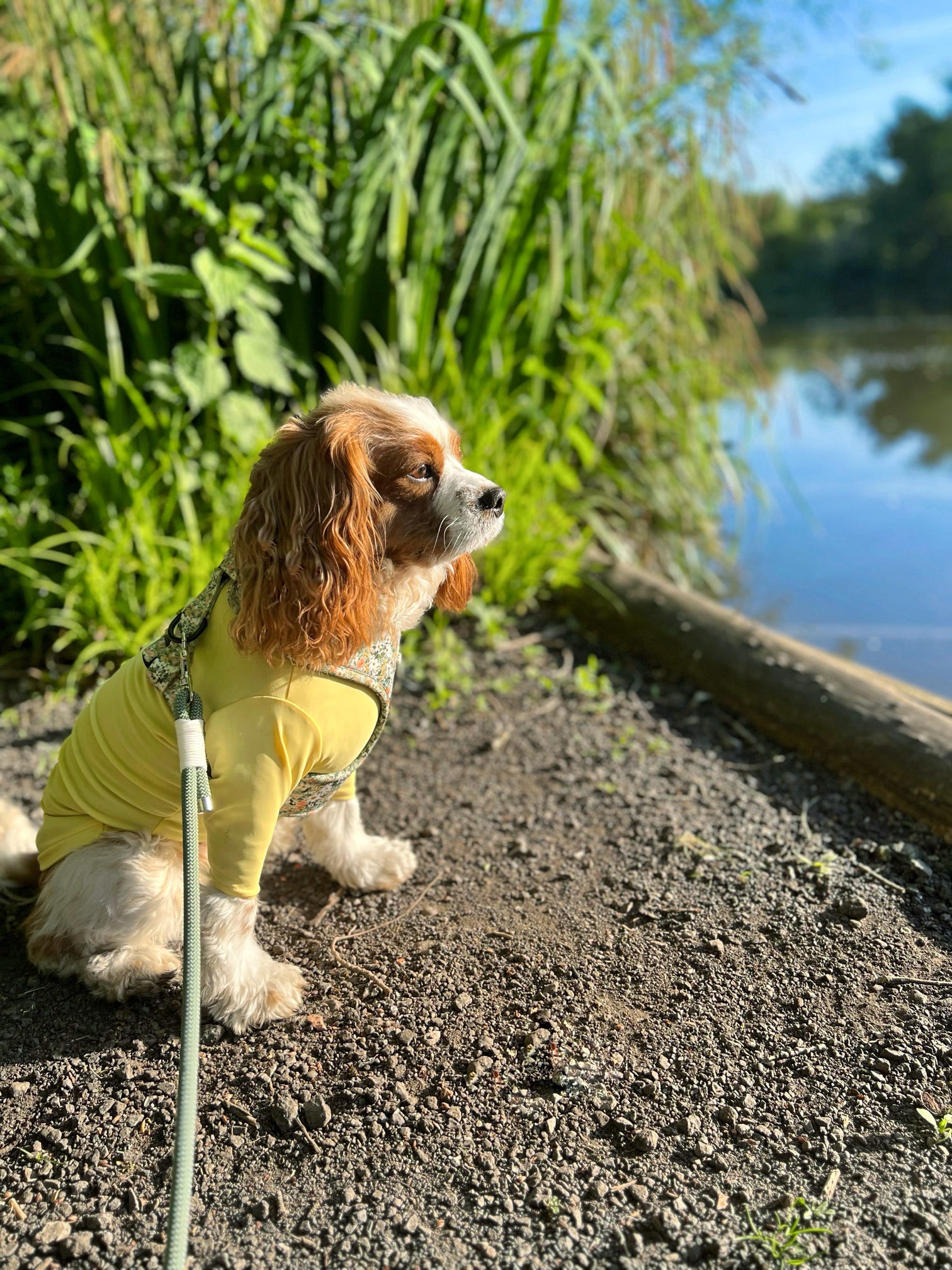 Cavalier wearing tick and flea resistant yellow summer top