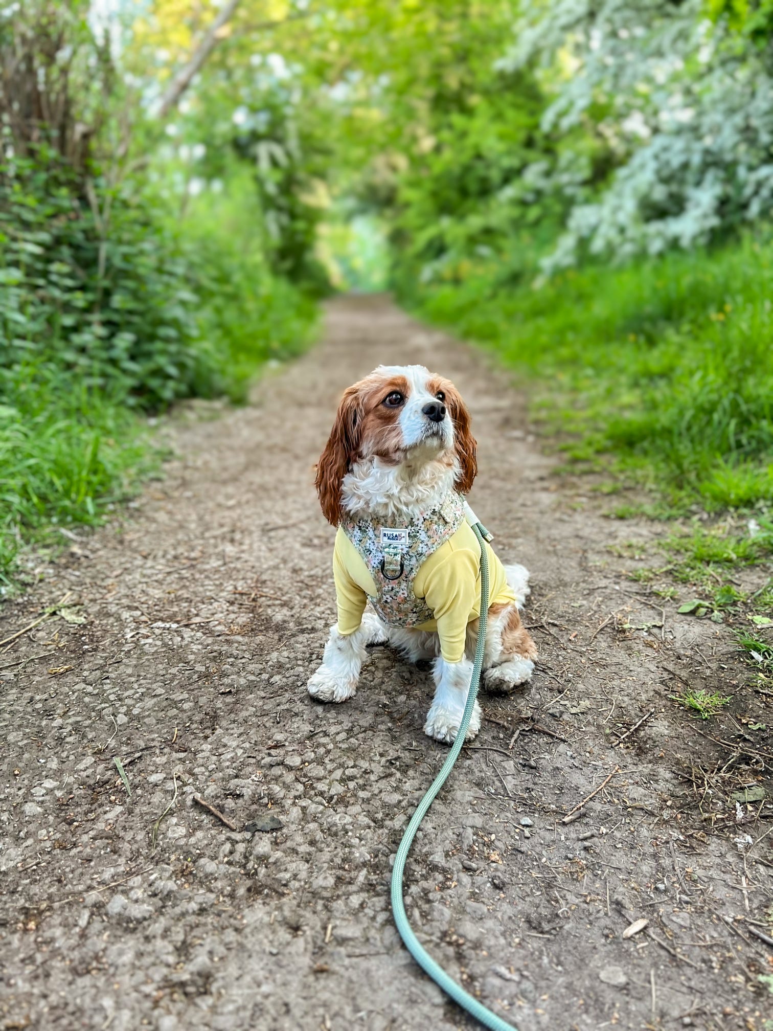 Cavalier wearing lemon stretchy tee and flowery adjustables harness