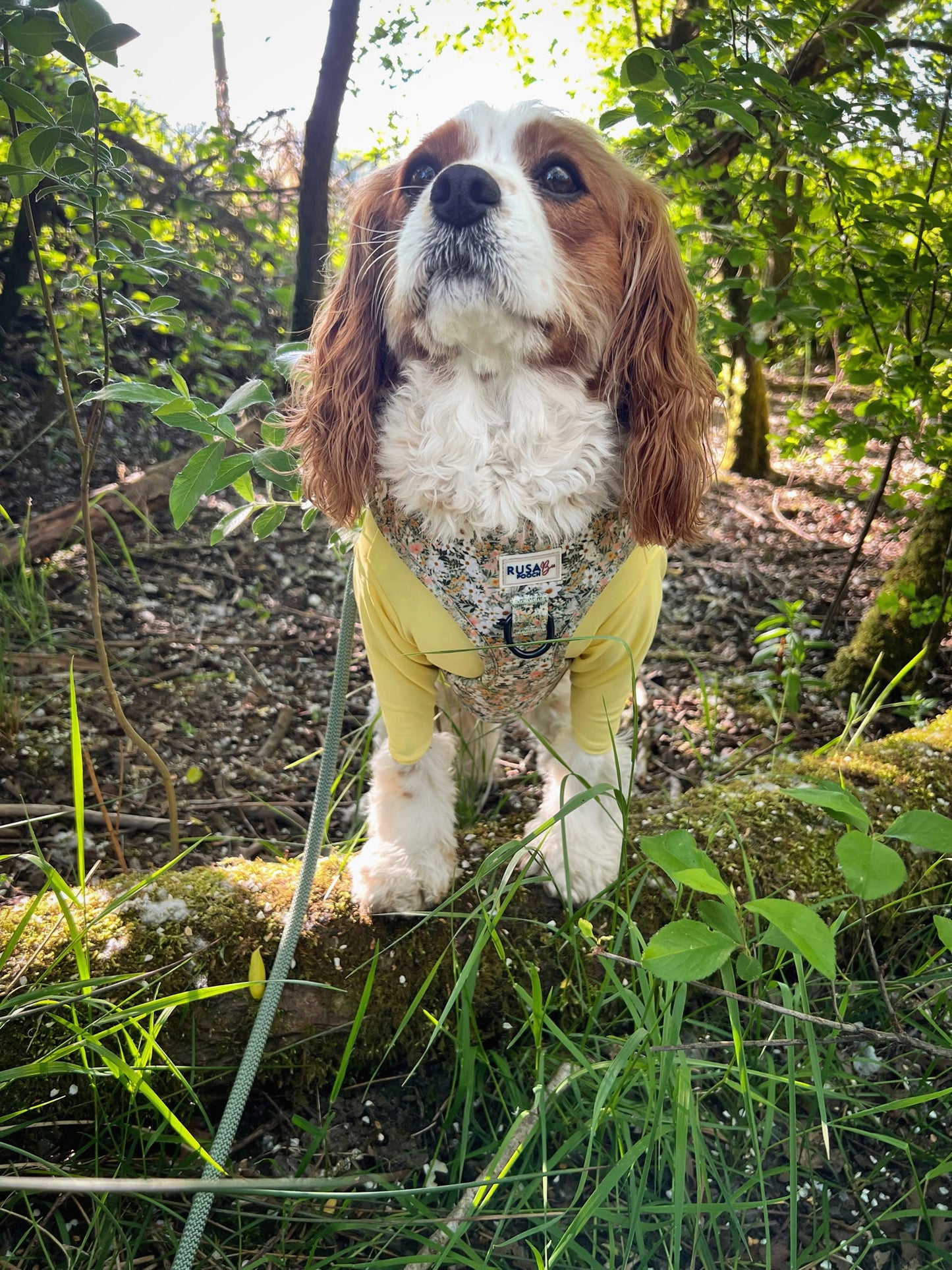Cavalier wearing our lemon two legged summer top
