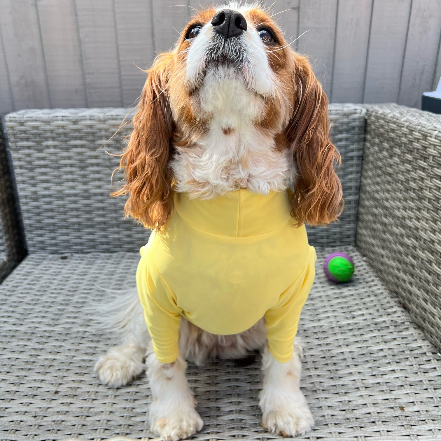 Cavalier wearing stretchy waterproof lemon summer tee