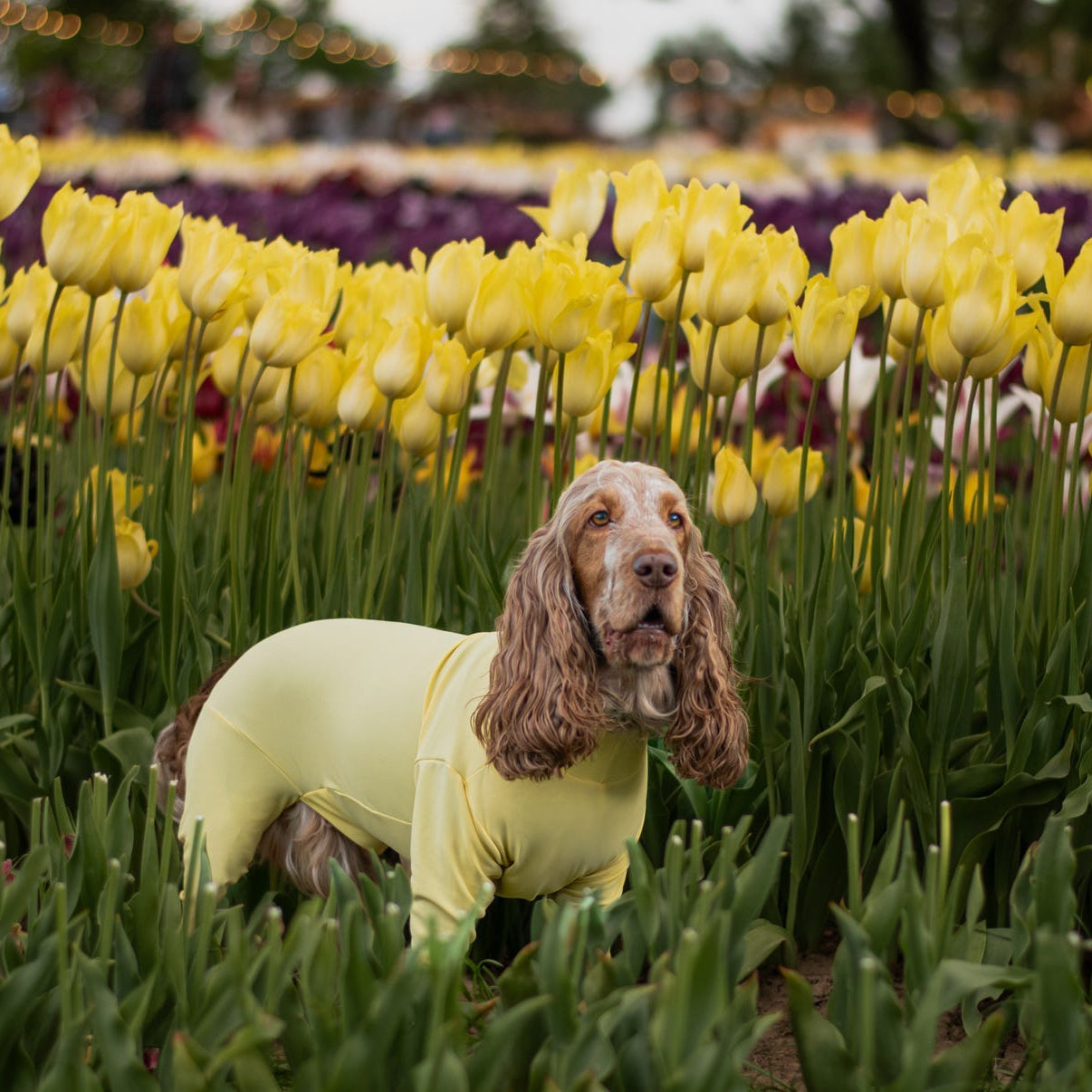 Cocker spaniel wearing lemon yellow summer suit