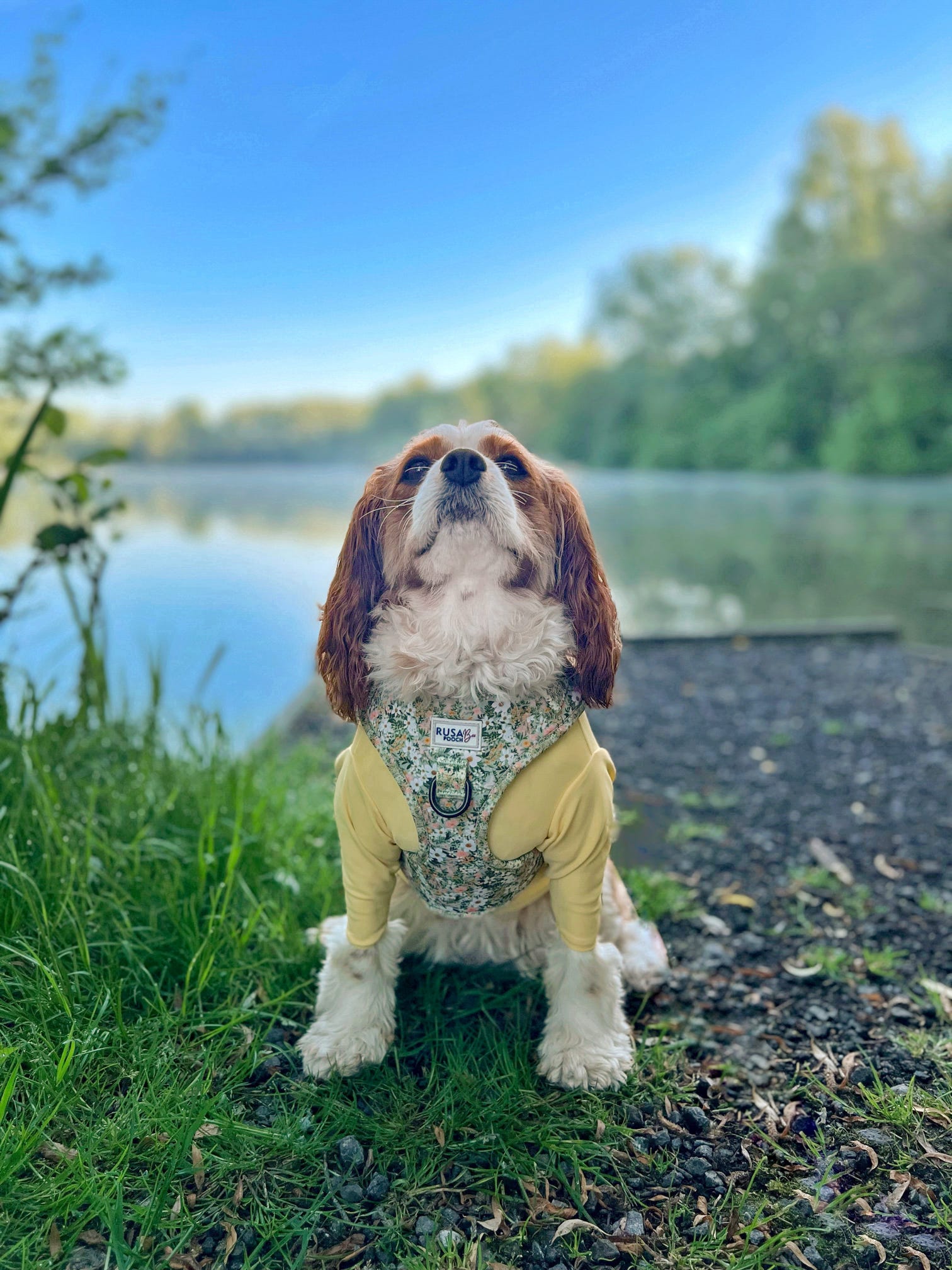 Cavalier wearing yellow summer top and green floral harness