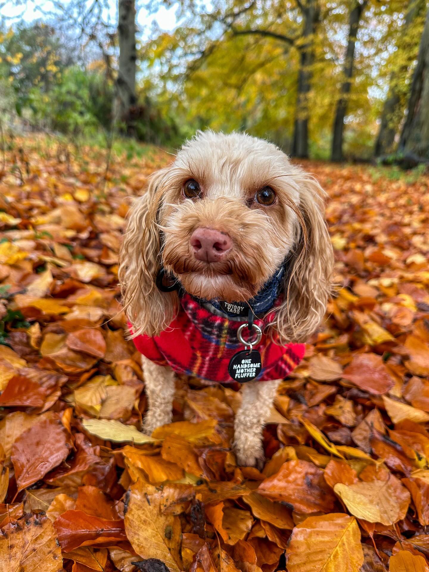 Cockapoo wearing red tartan fleece