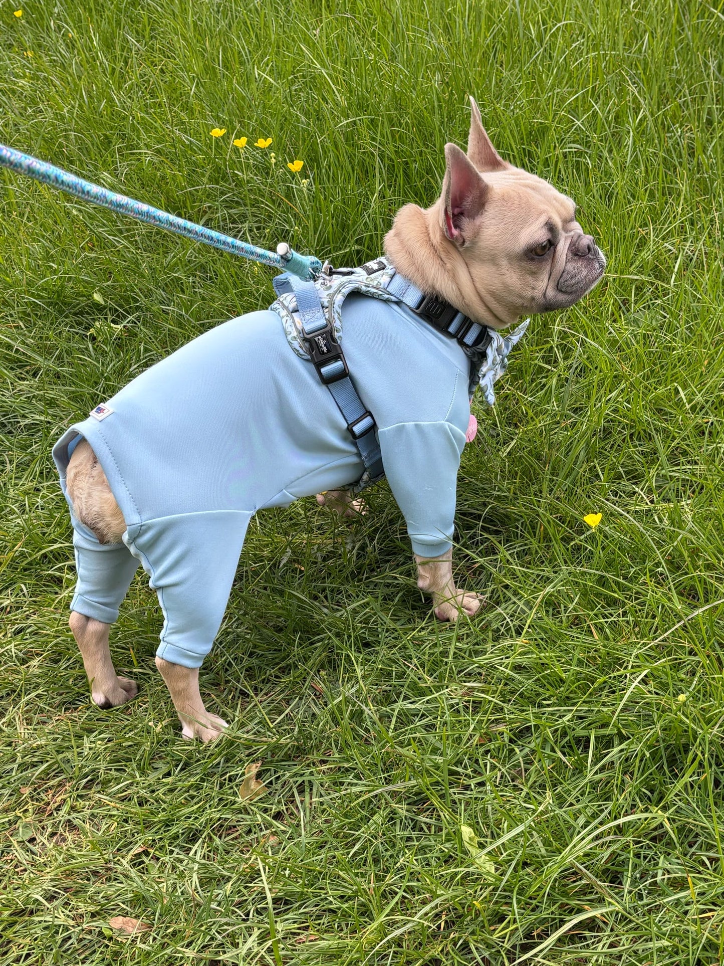 Ready To Ship | Summer Suit | Four Legged - Sky Blue