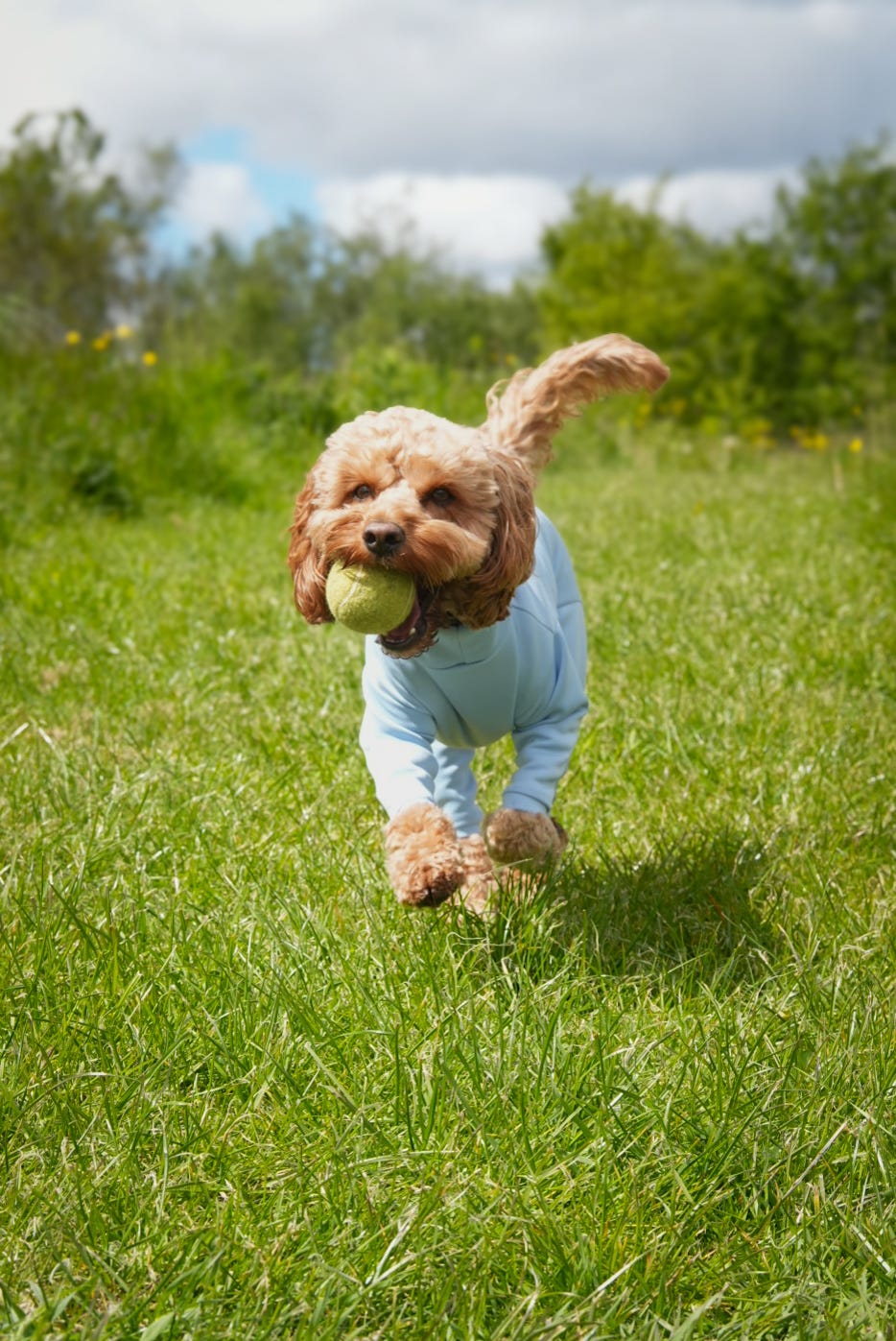 Ready To Ship | Summer Suit | Four Legged - Sky Blue