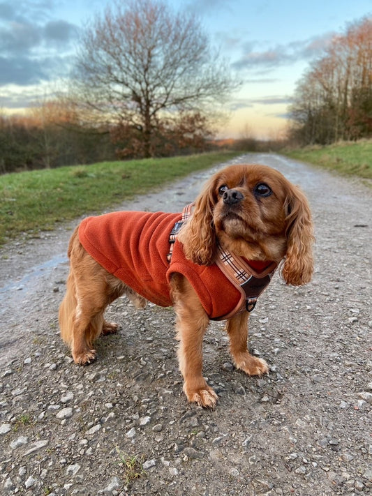 Cavalier wearing rust tankie fleece