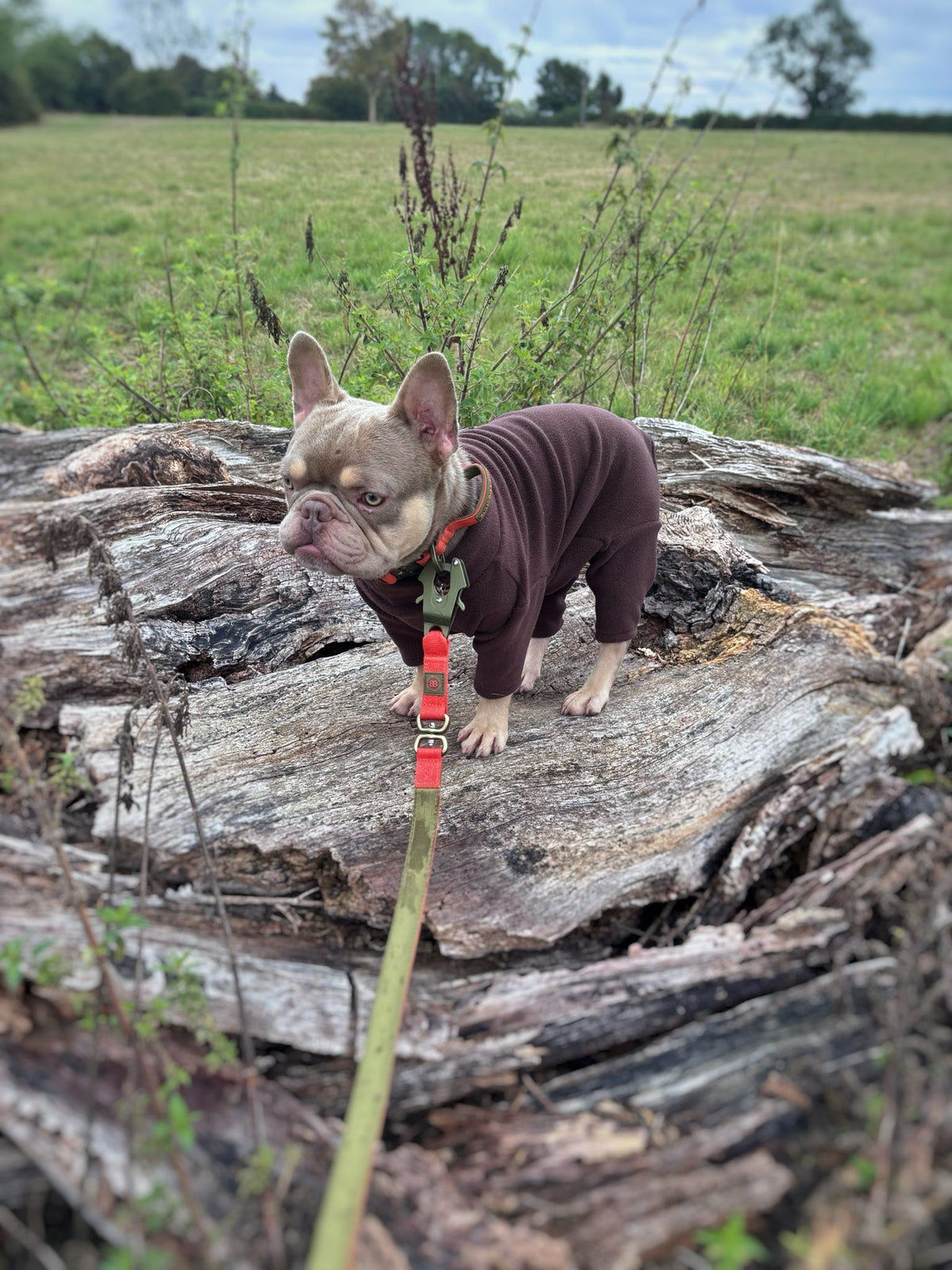 Ready To Ship | Polar Fleece | Four Legged - Chocolate