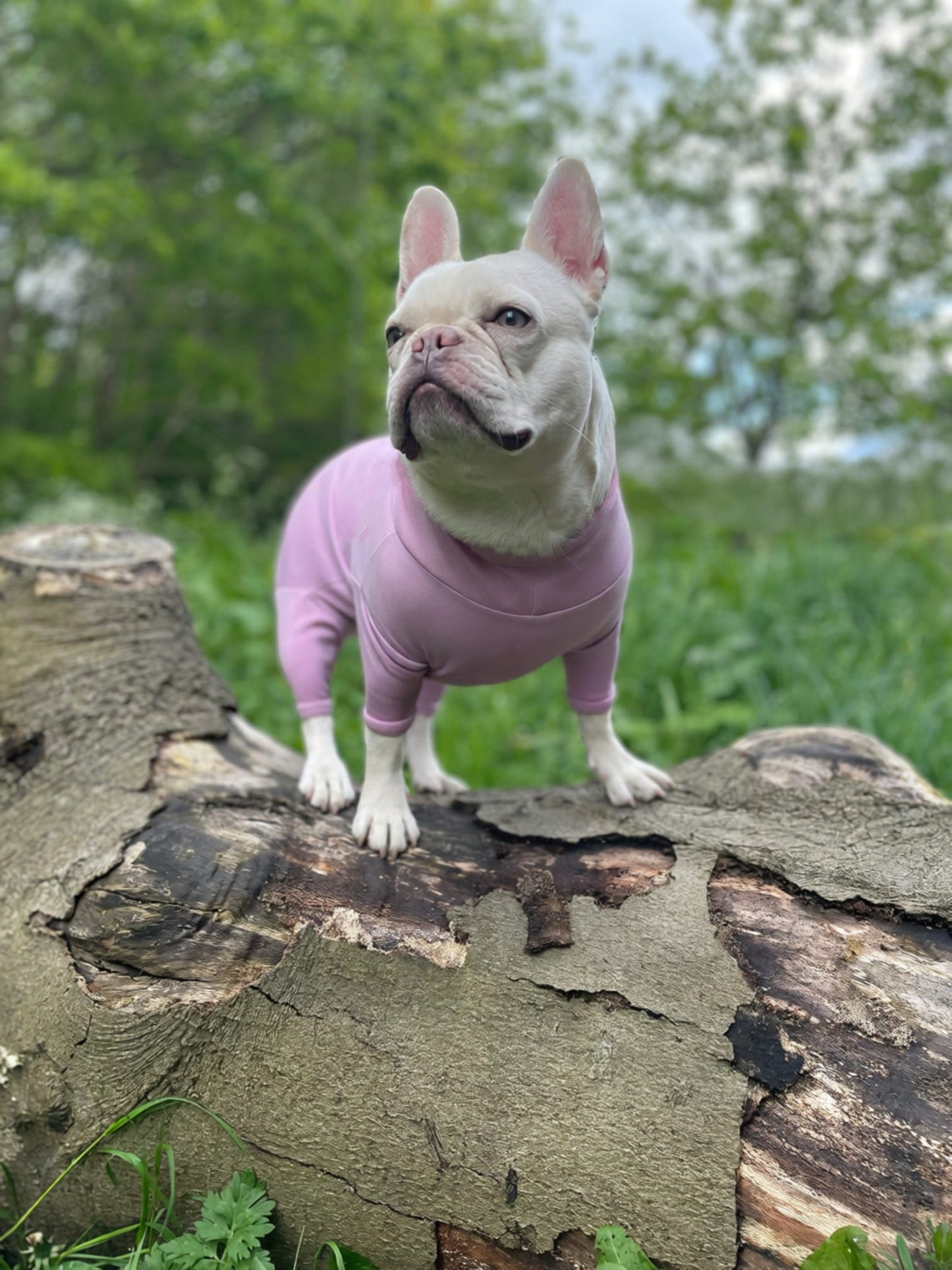 Ready To Ship | Summer Suit | Four Legged - Lilac