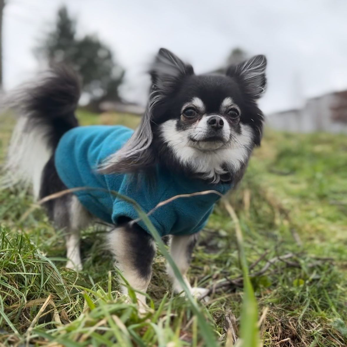 Chihuahua wearing turquoise tankie fleece