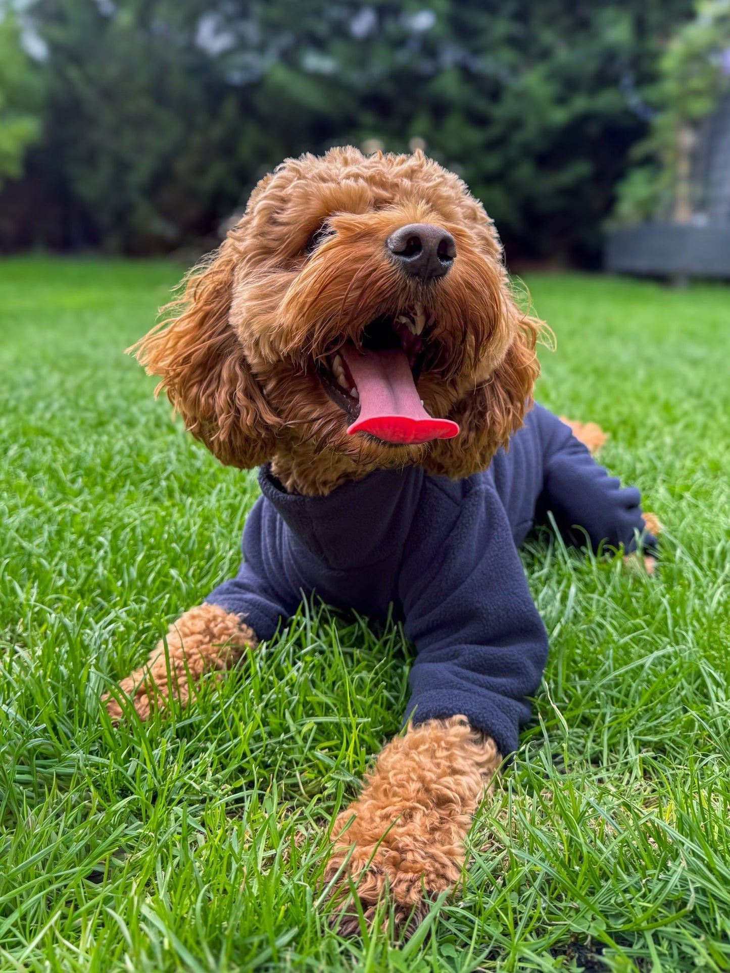 Ready To Ship | Polar Fleece | Four Legged - Navy