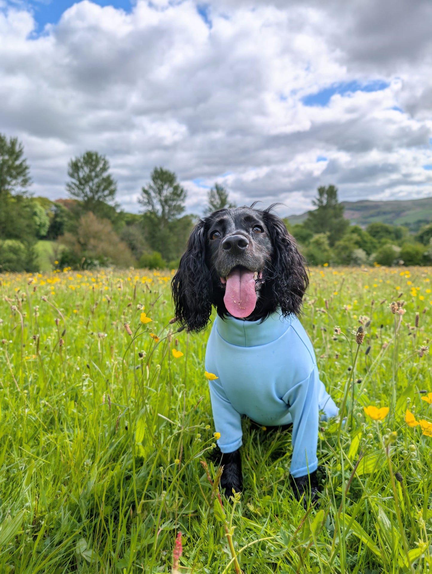 Ready To Ship | Summer Suit | Four Legged - Sky Blue
