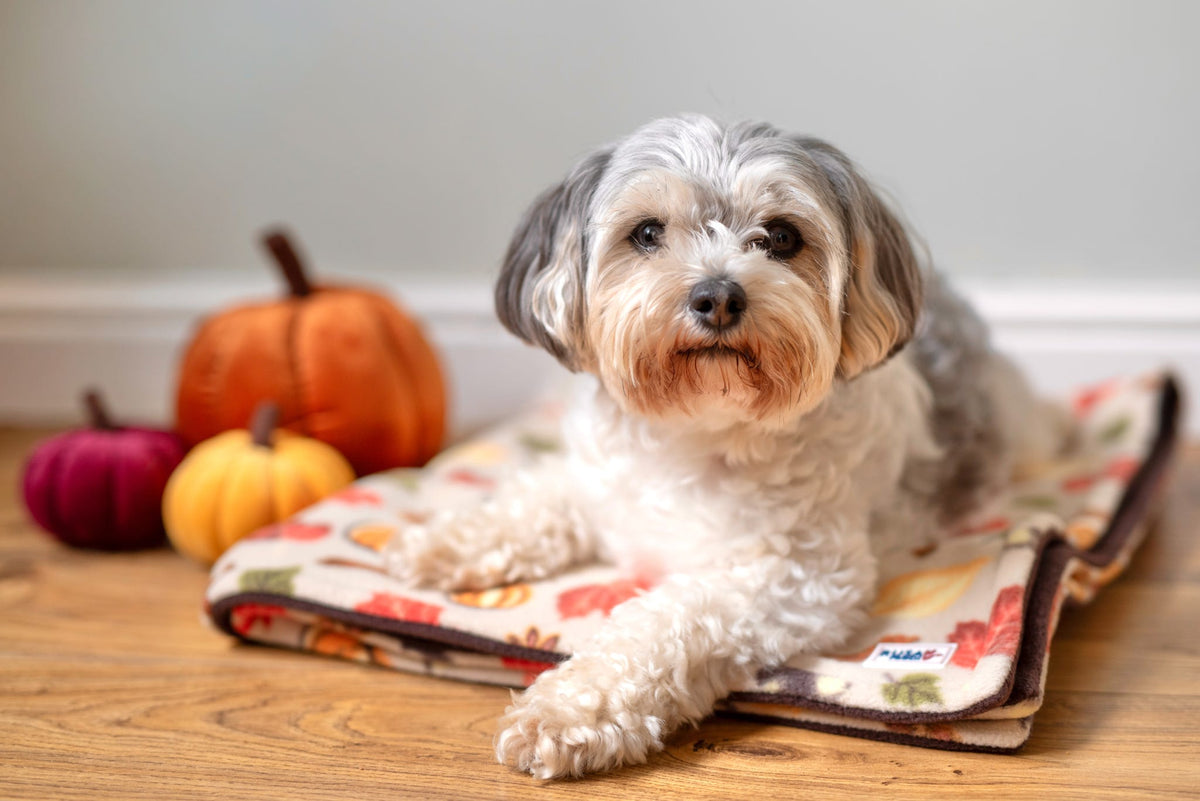 Ready To Ship | Blanket | Polar Fleece - Autumn Pumpkin Print