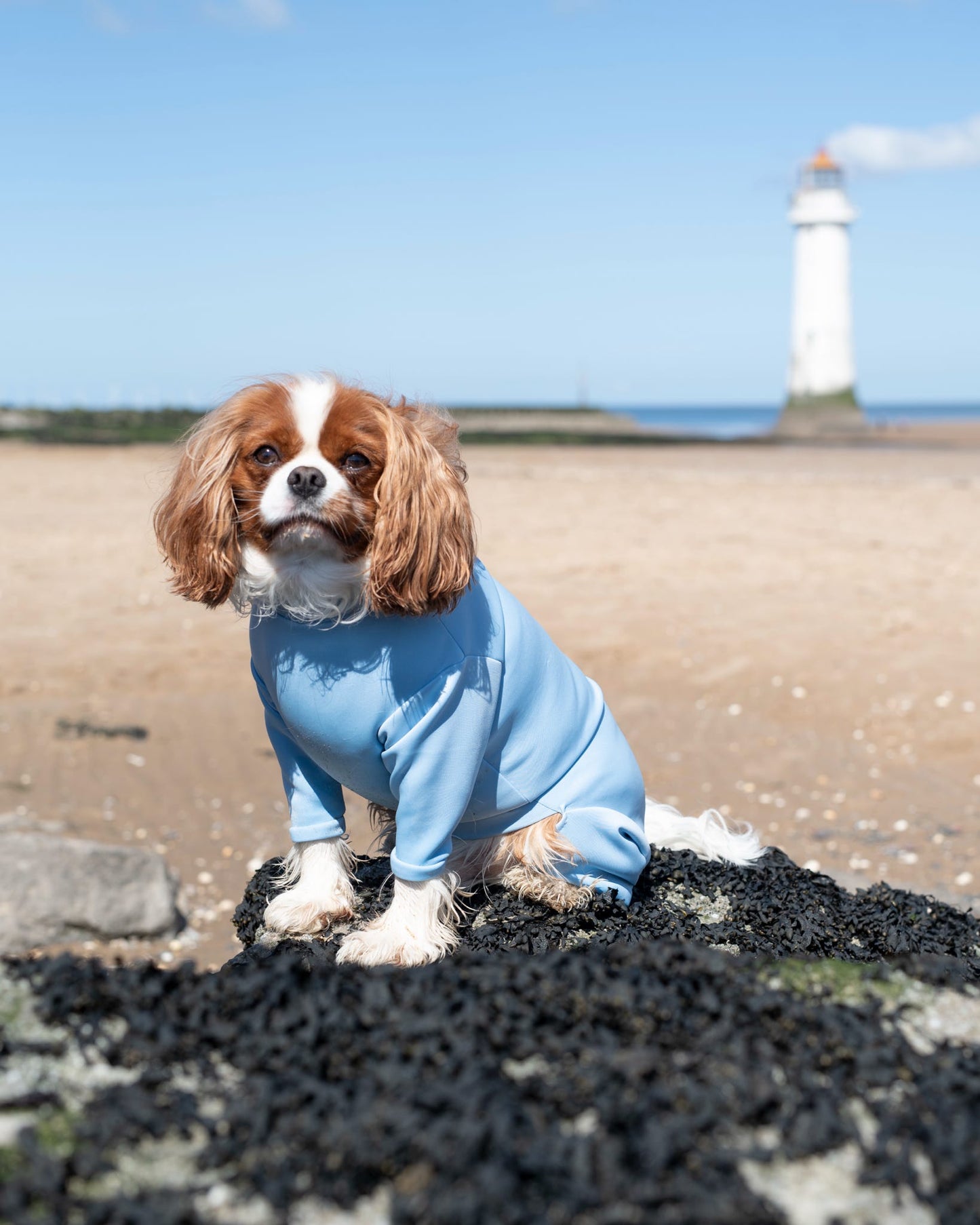 Ready To Ship | Summer Suit | Four Legged - Sky Blue