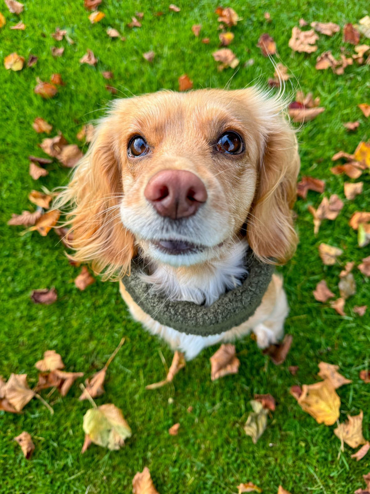 Cocker spaniel wearing dark olive teddy borg dog snood