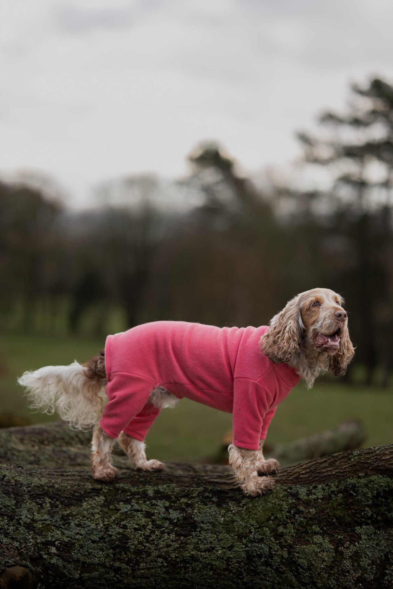 Ready To Ship | Polar Fleece | Four Legged - Coral