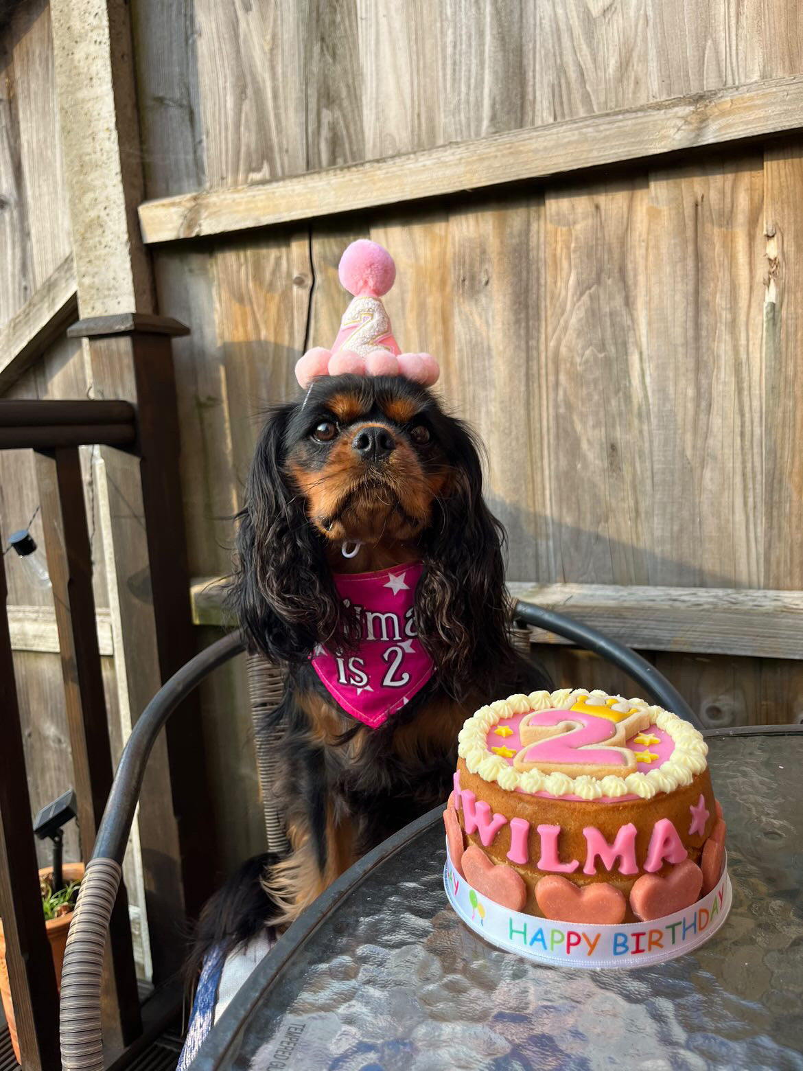 Cavalier wearing pink personalised hat 