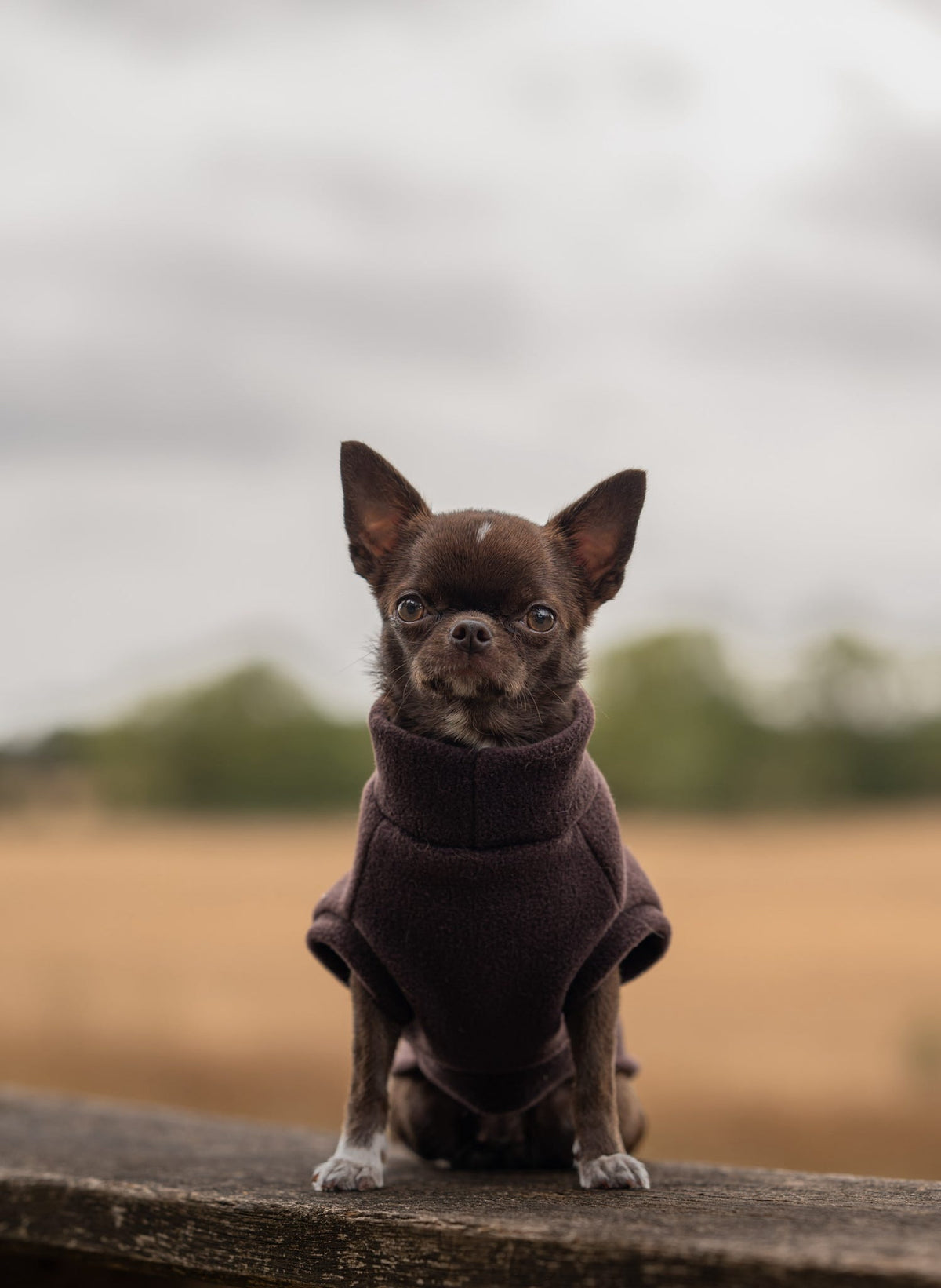 Ready To Ship | Polar Fleece | Tankie - Chocolate