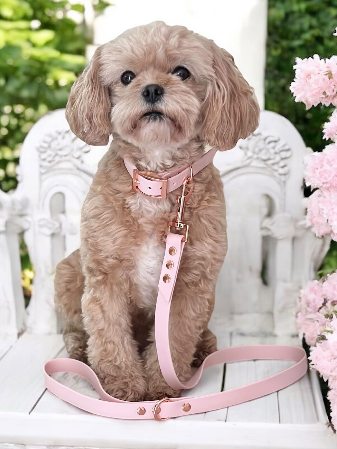 Cockapoo wearing matching pink collar and lead